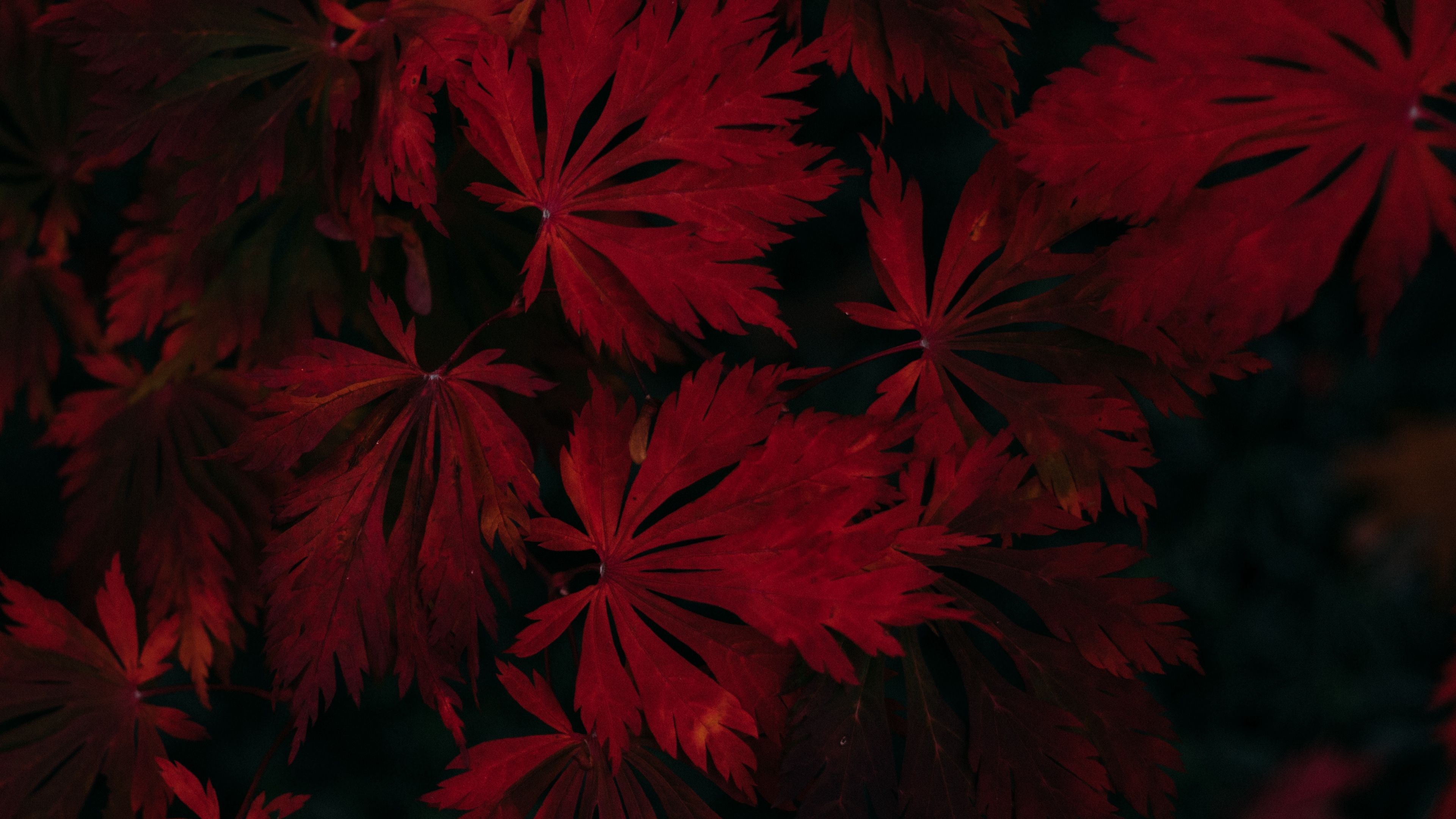 Red Leaf Wallpapers