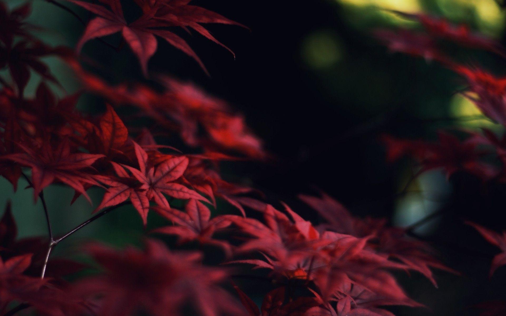 Red Leaf Wallpapers