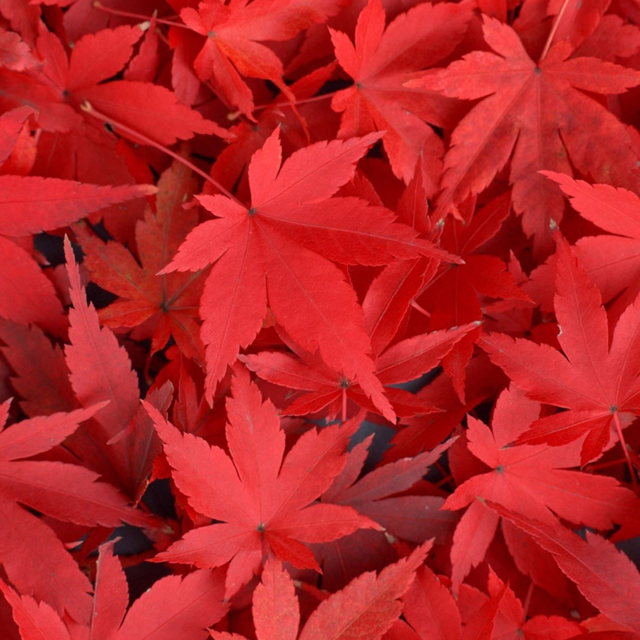 Red Leaf Wallpapers