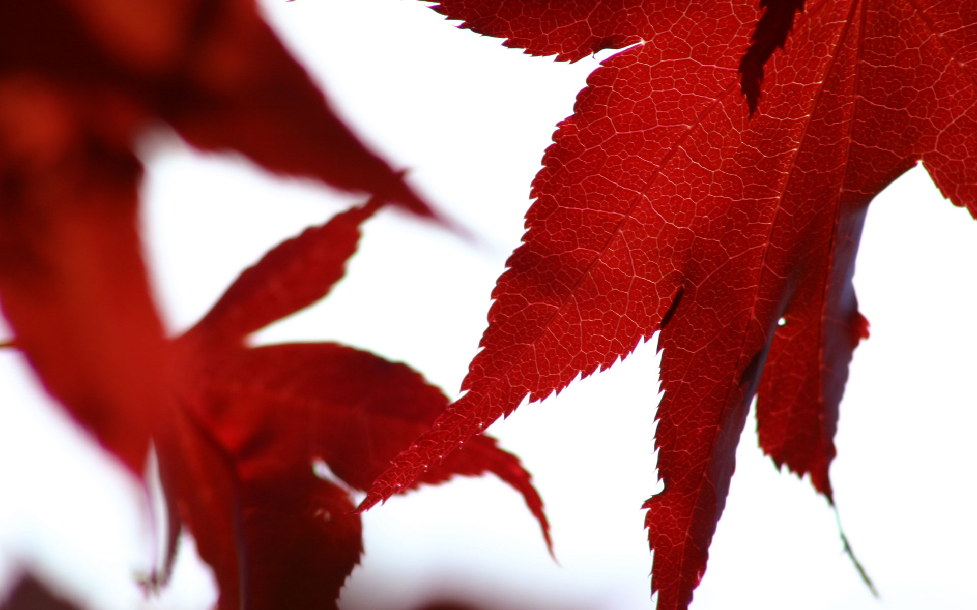 Red Leaf Wallpapers