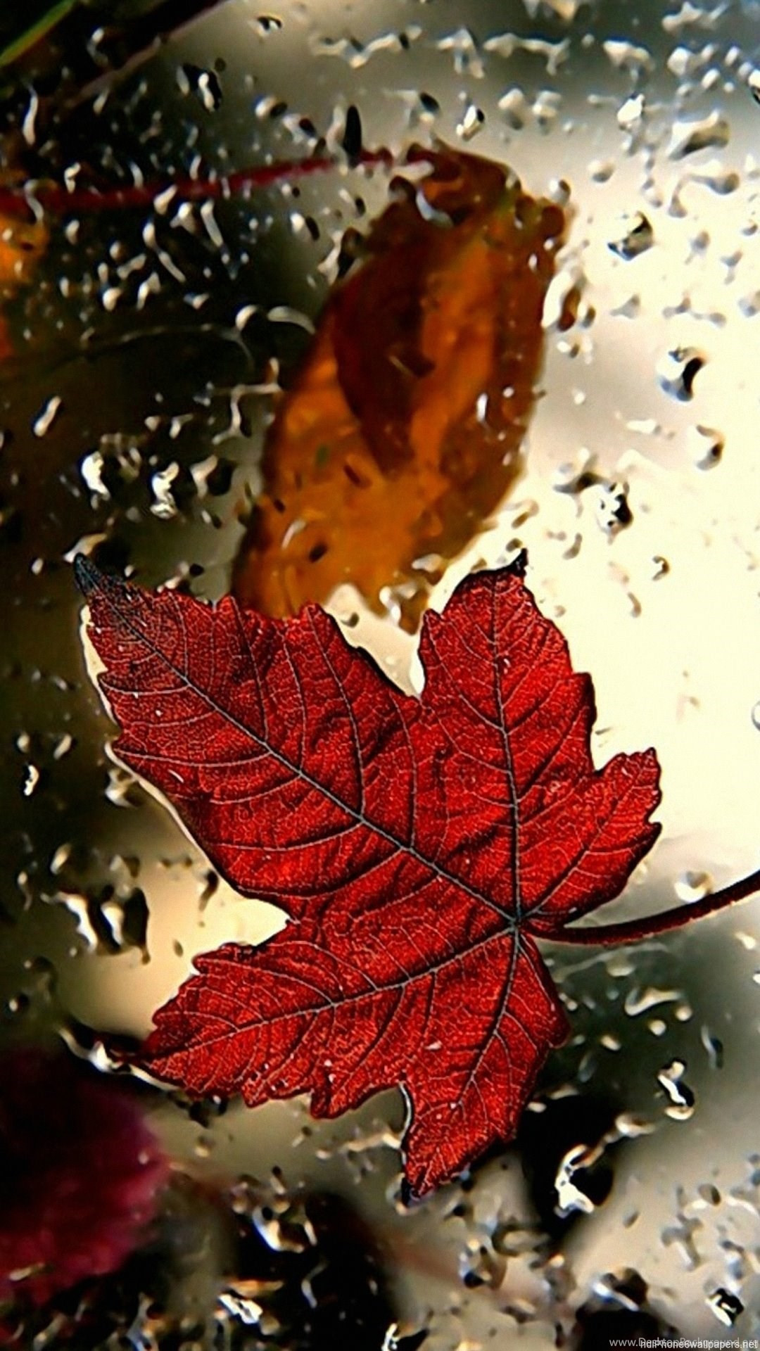 Red Leaf Wallpapers