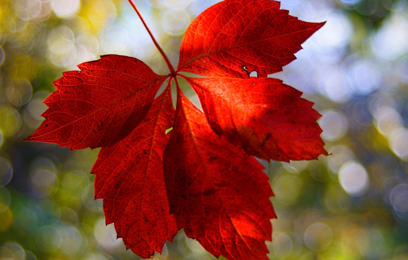 Red Leaf Wallpapers