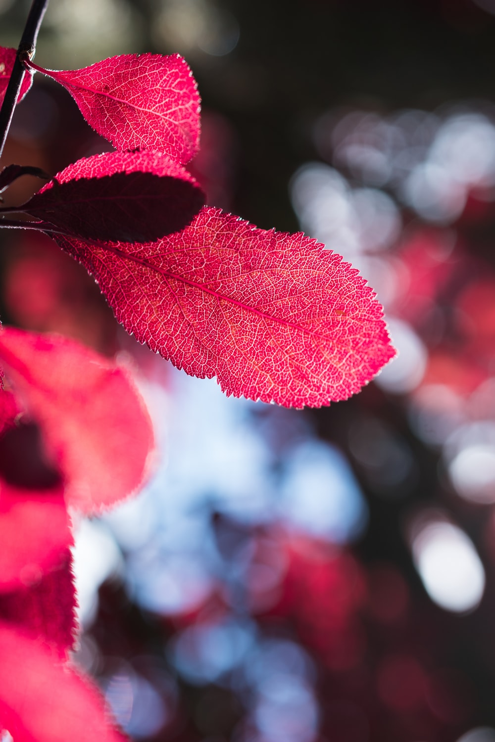 Red Leaf Wallpapers