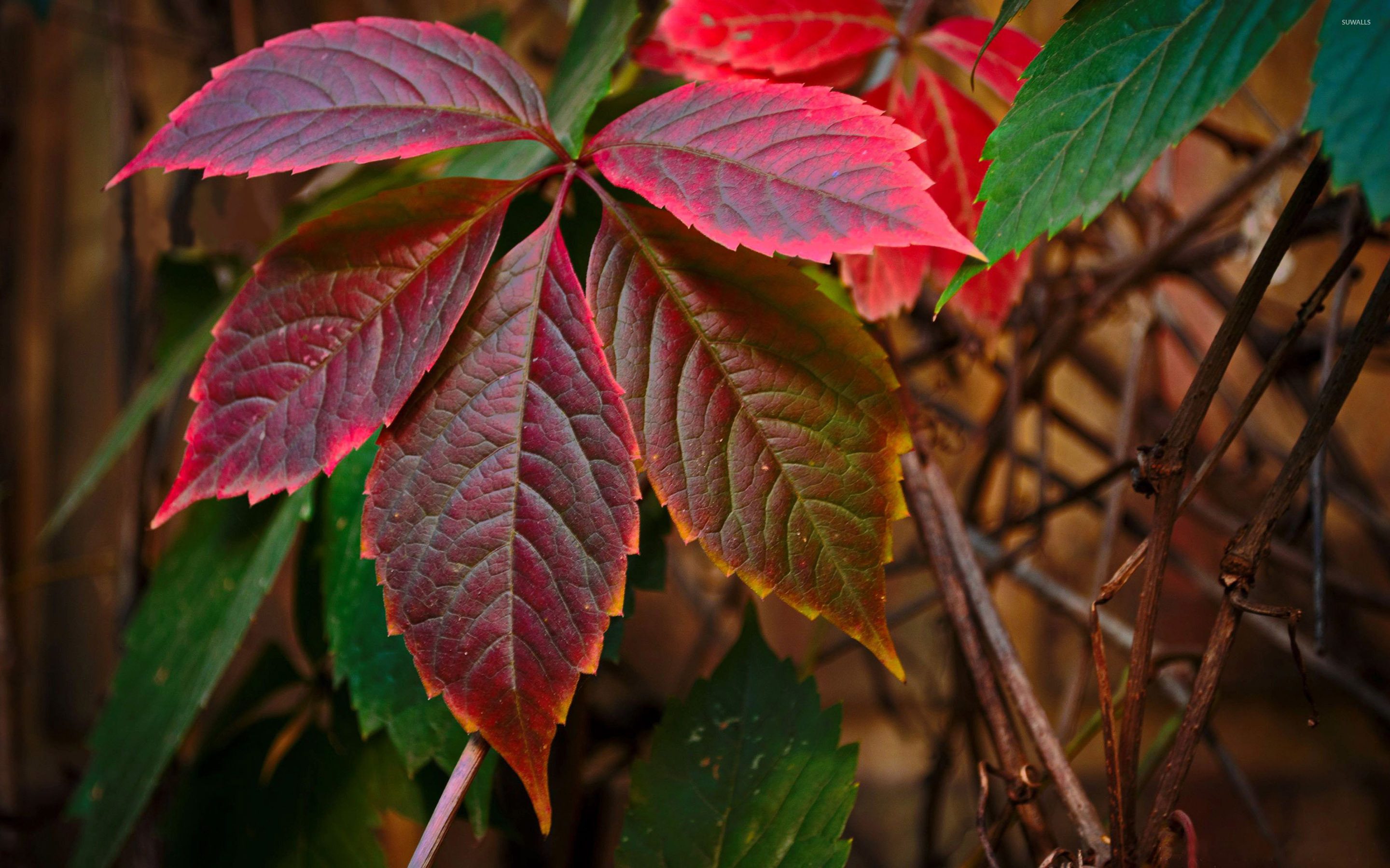 Red Leaf Wallpapers