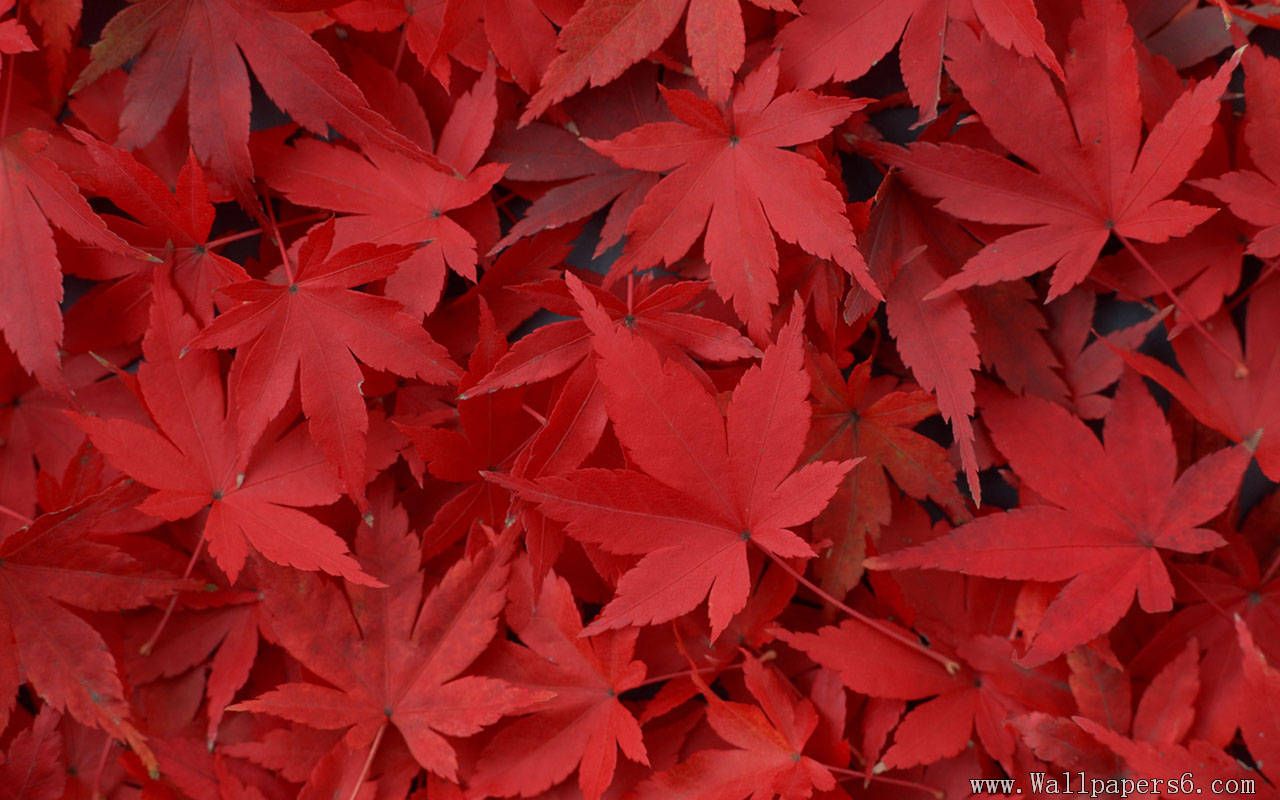 Red Leaf Wallpapers