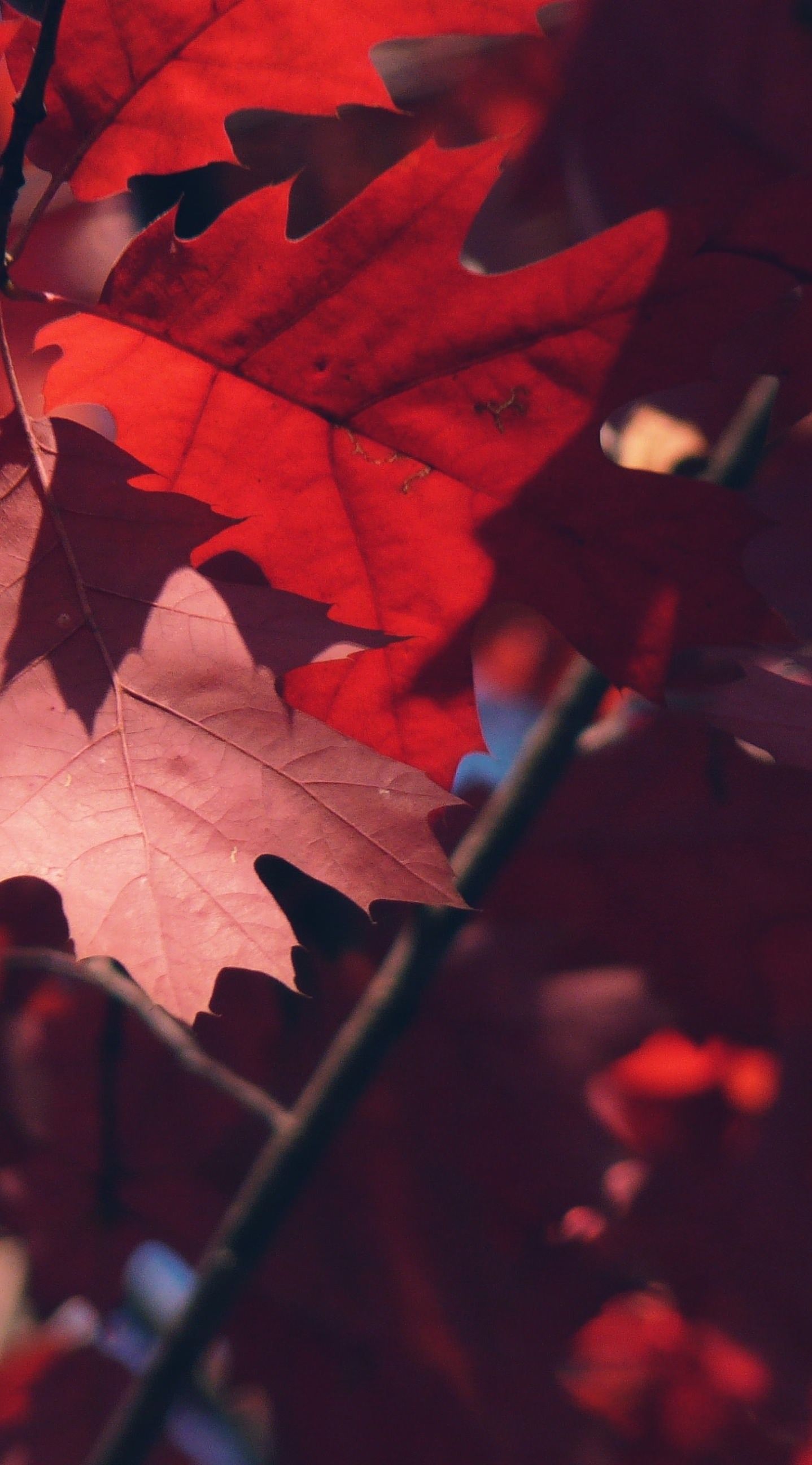 Red Leaf Wallpapers