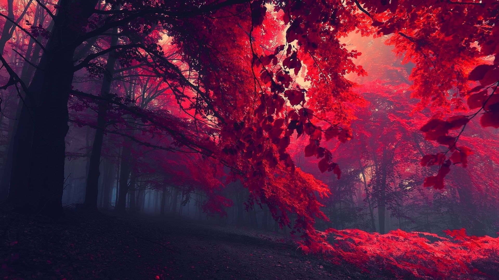 Red Leaf Wallpapers