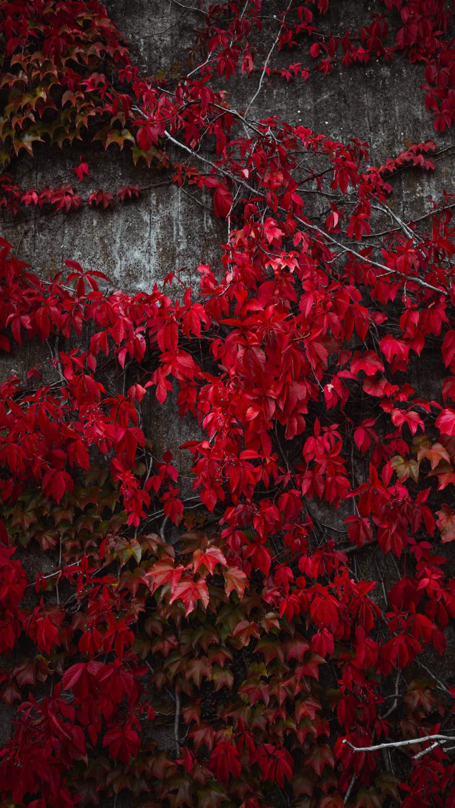 Red Leaf Wallpapers