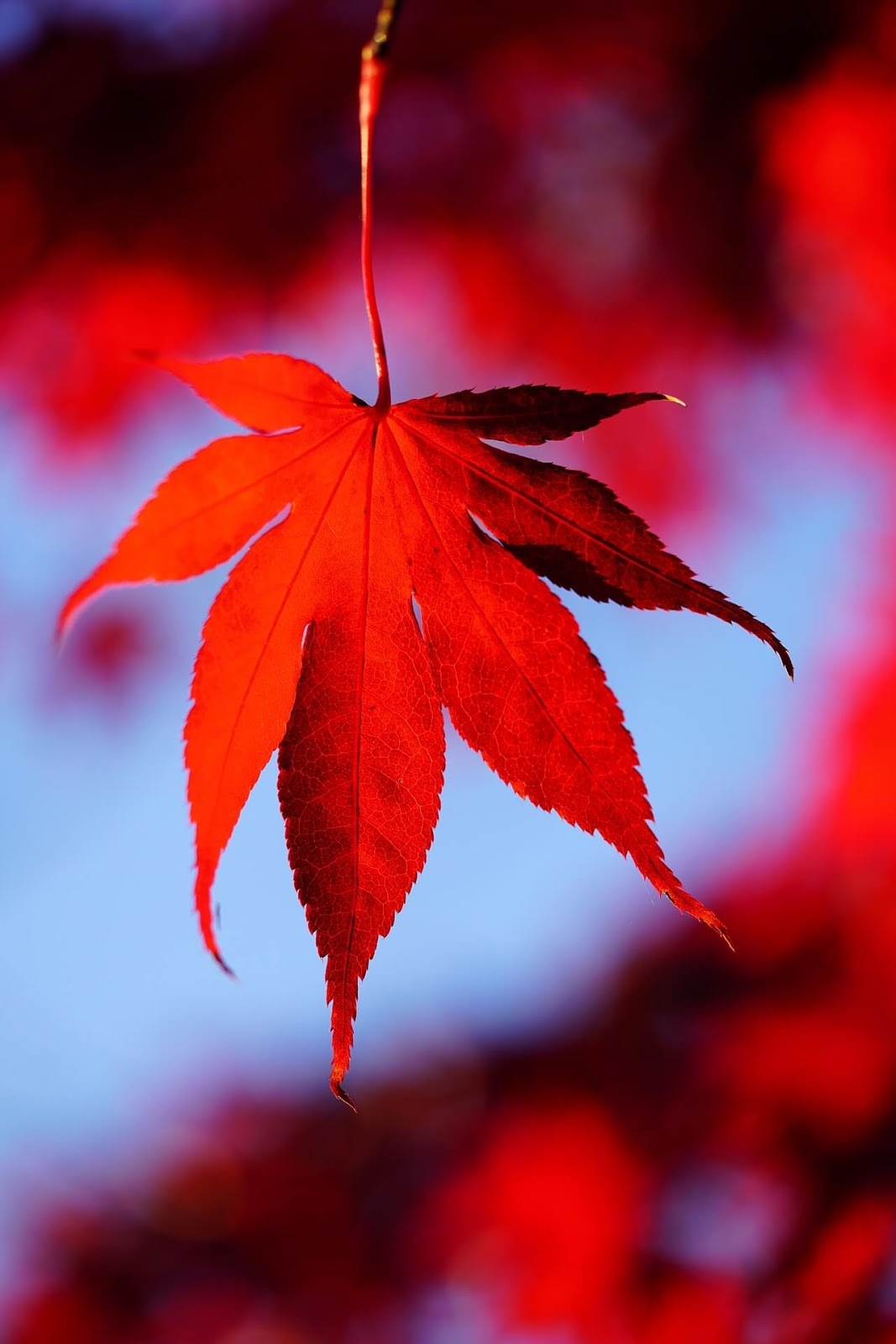 Red Leaf Wallpapers