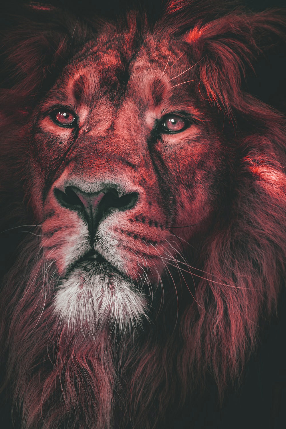 Red Lion Wallpapers