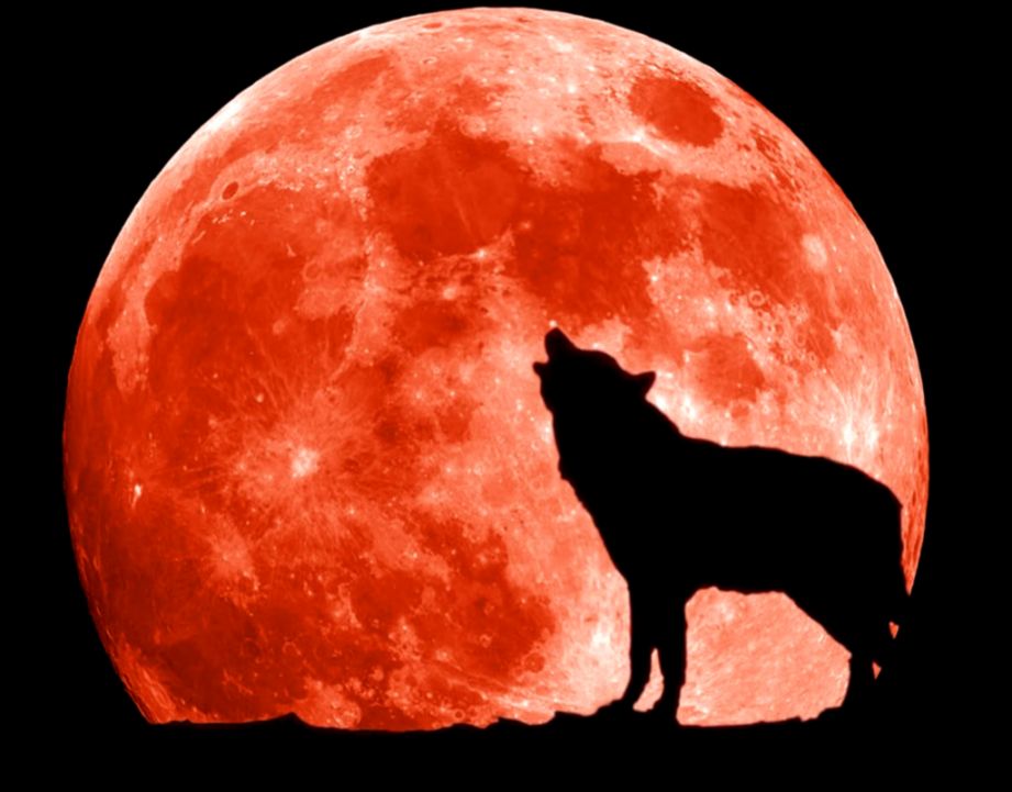 Red Moon Wolf Wallpapers