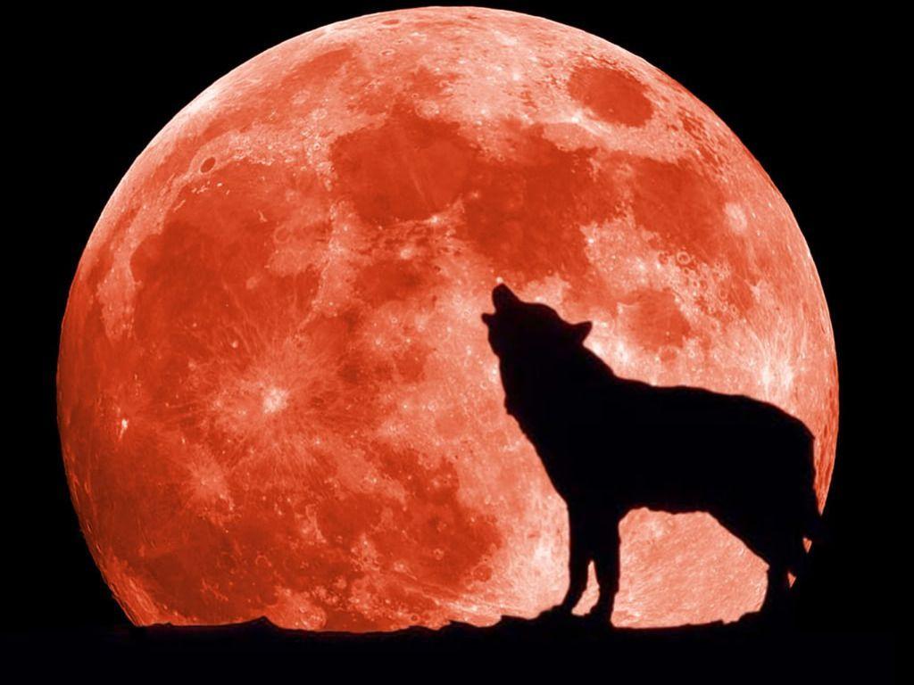 Red Moon Wolf Wallpapers