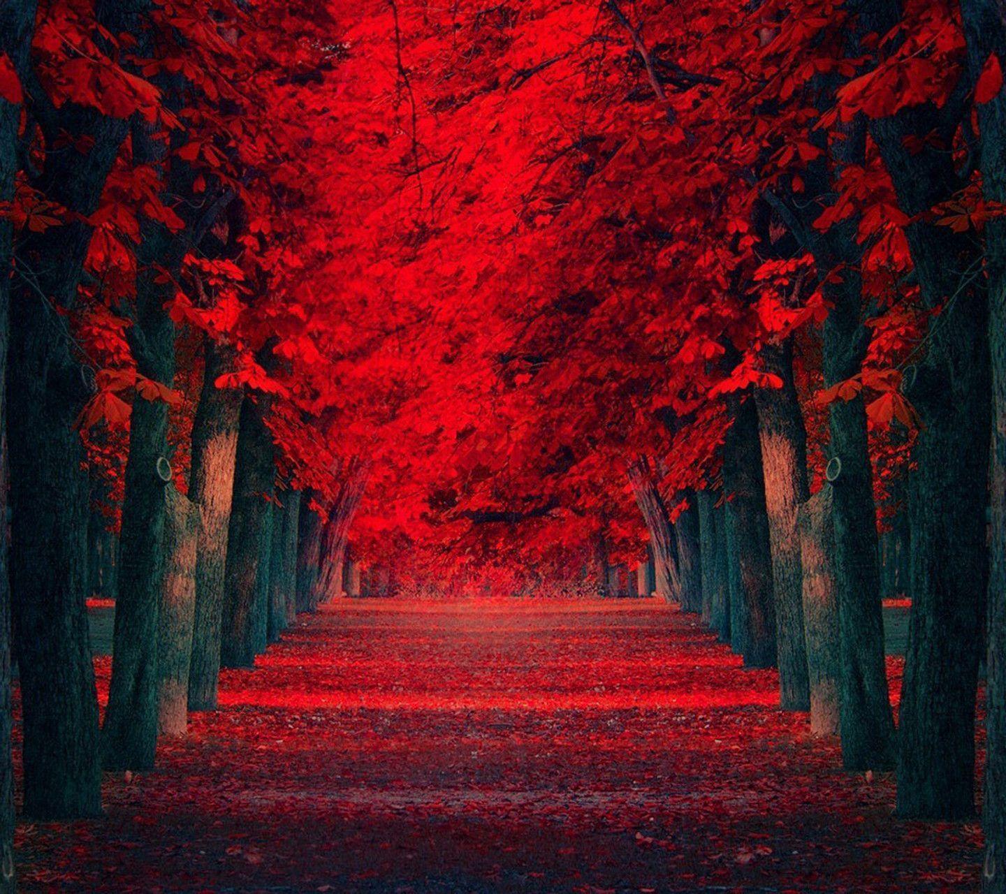 Red Nature Wallpapers