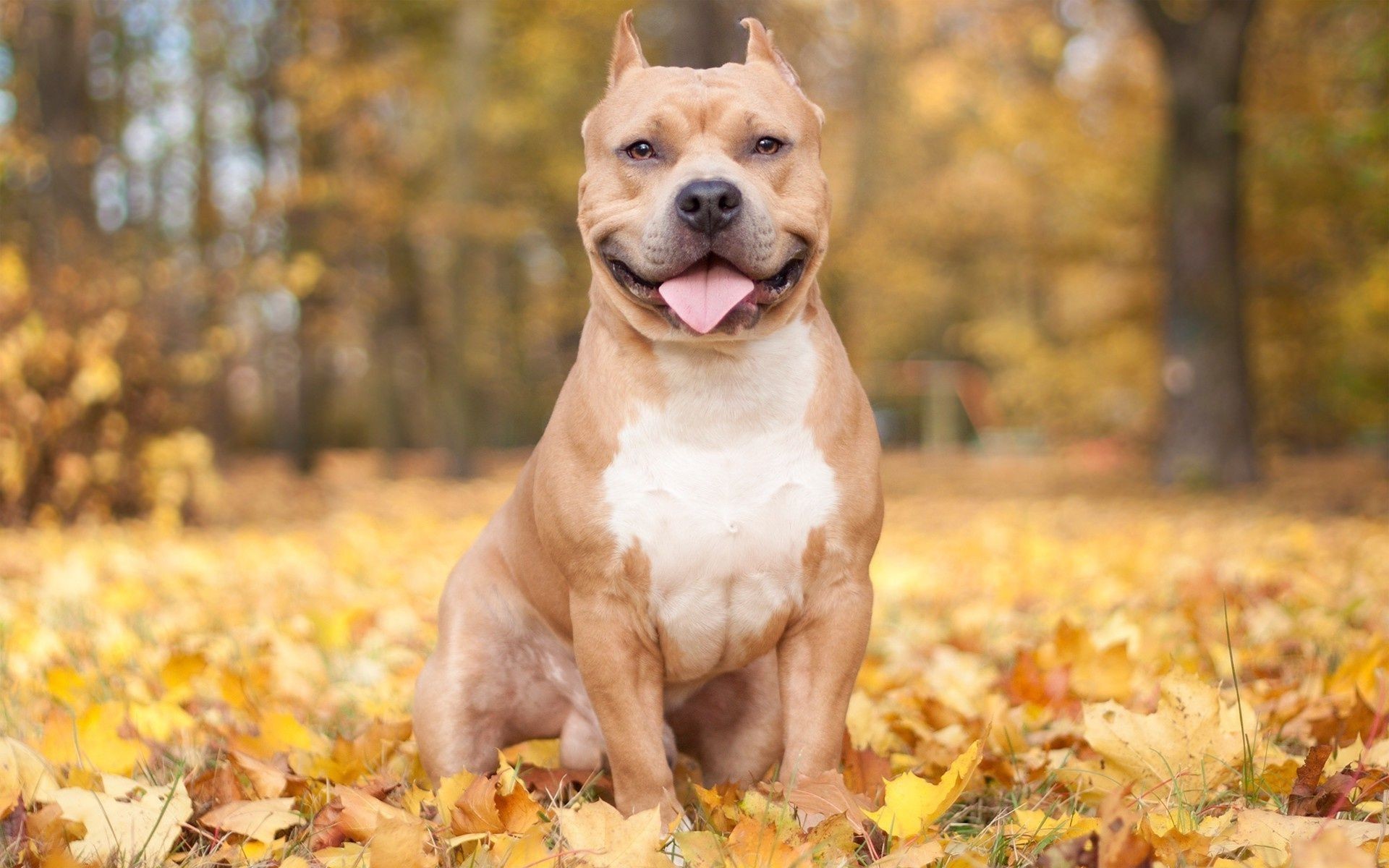 Red Nose Pitbull Wallpapers