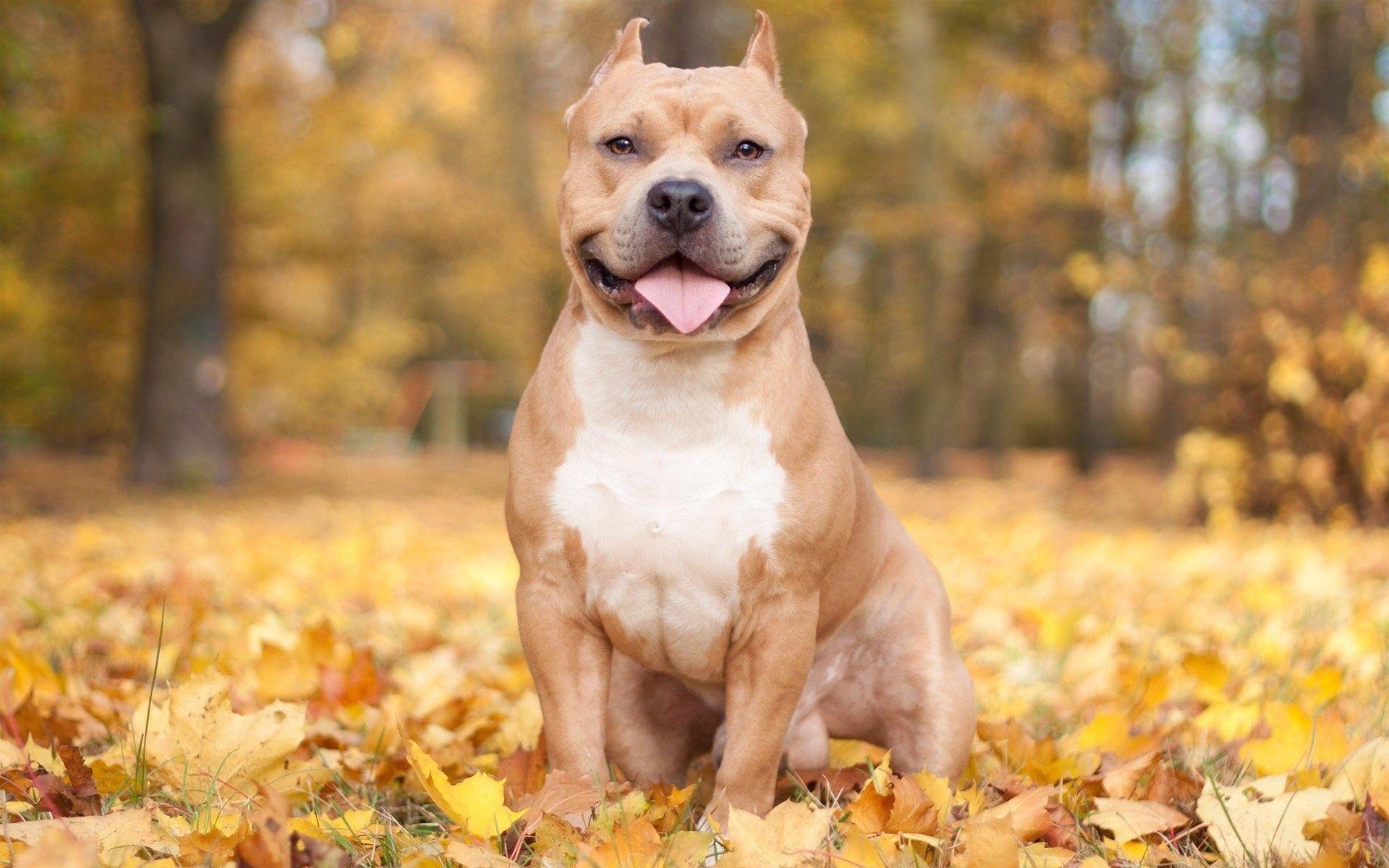 Red Nose Pitbull Wallpapers