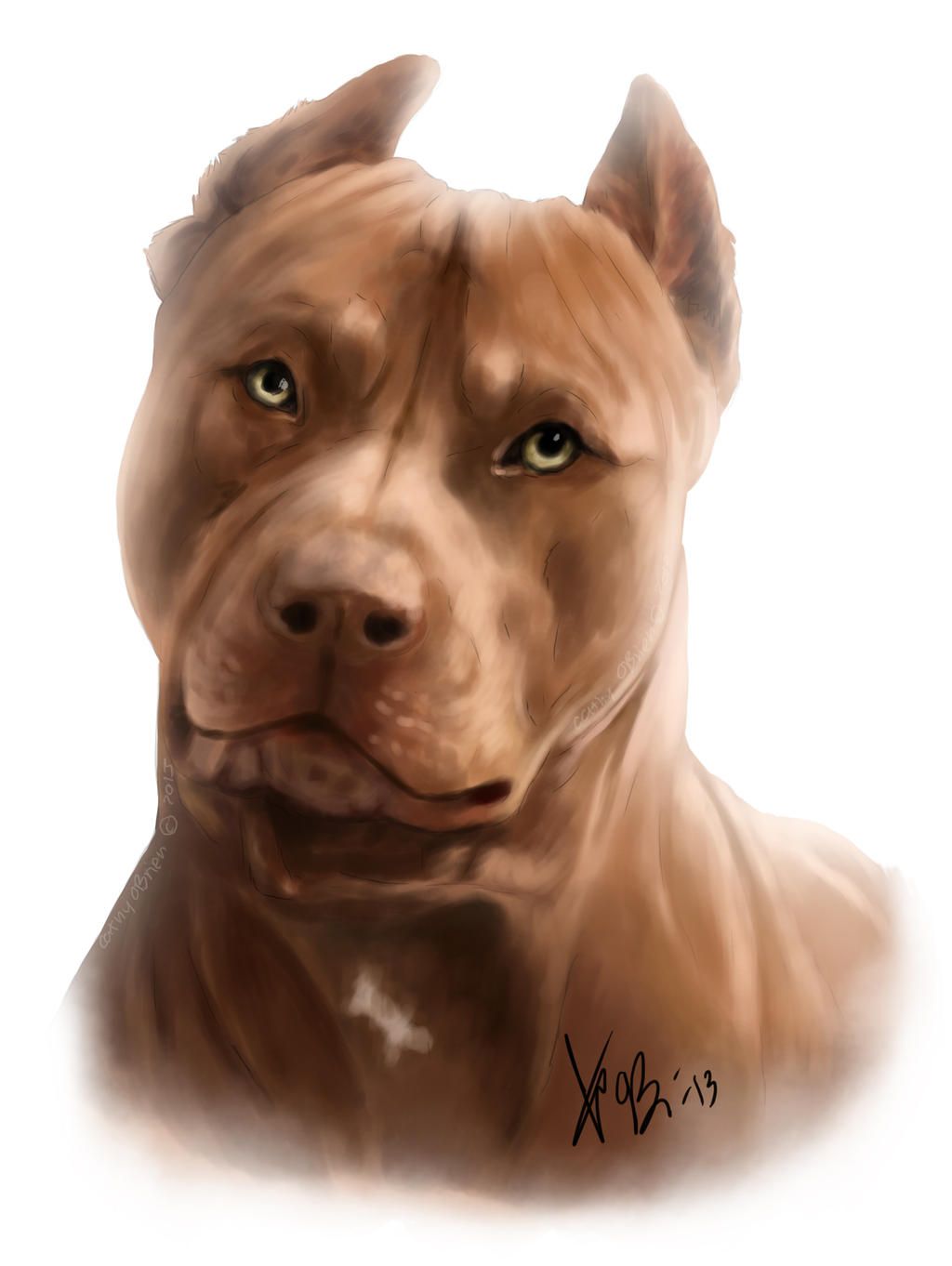 Red Nose Pitbull Wallpapers