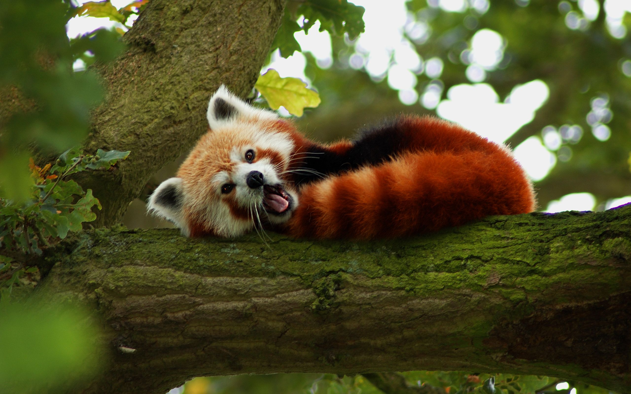 Red Panda Baby Pictures Wallpapers