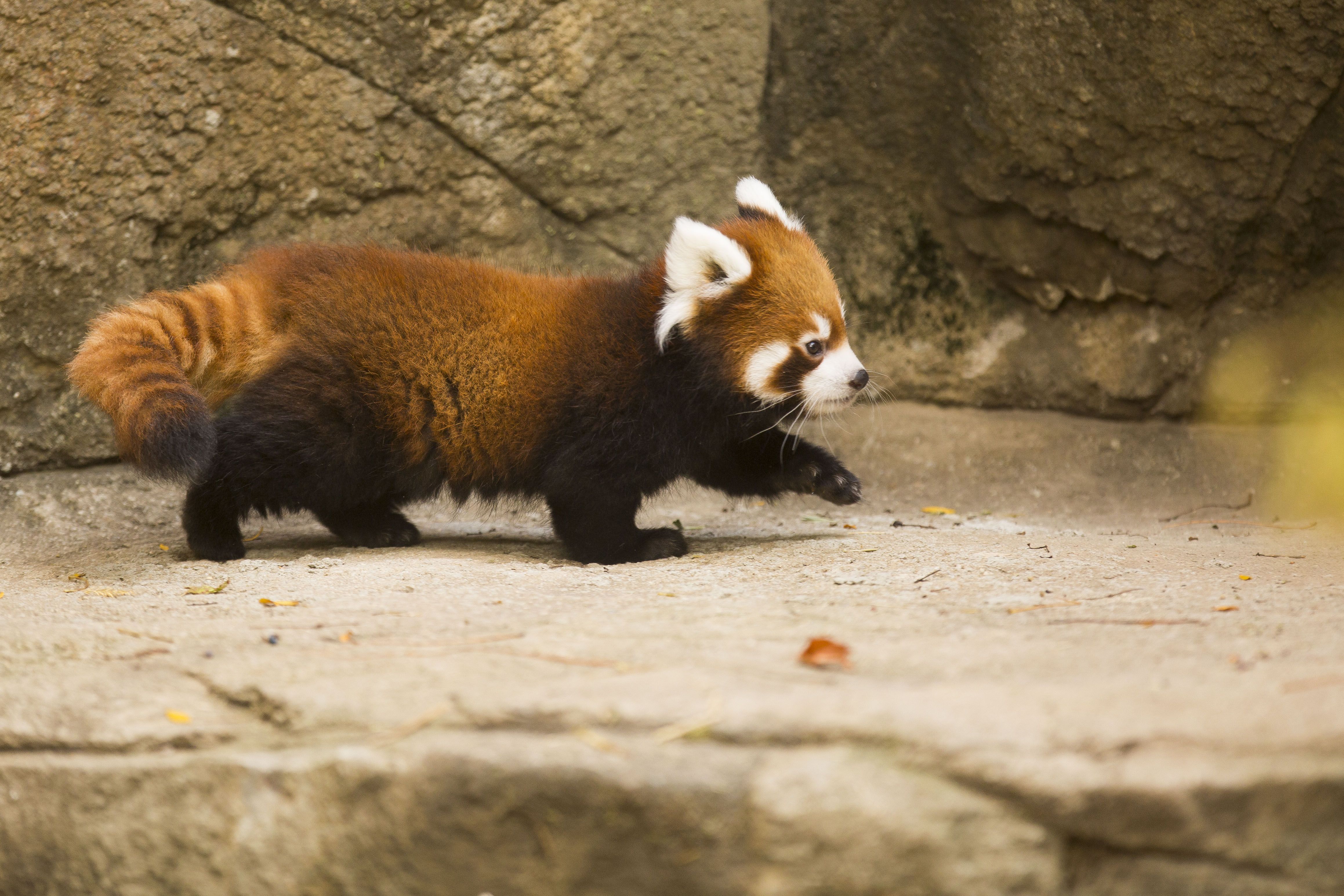 Red Panda Baby Pictures Wallpapers