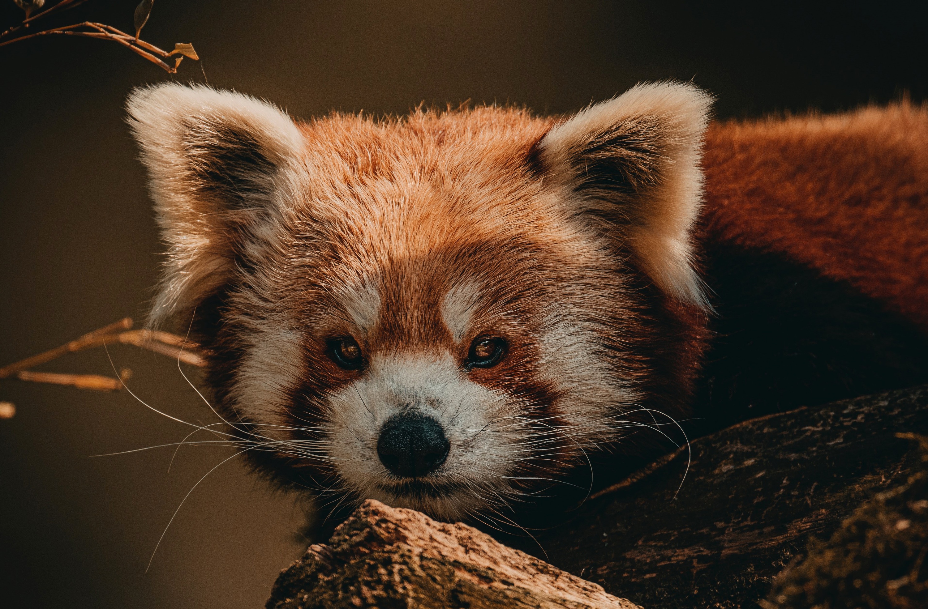 Red Panda Baby Pictures Wallpapers