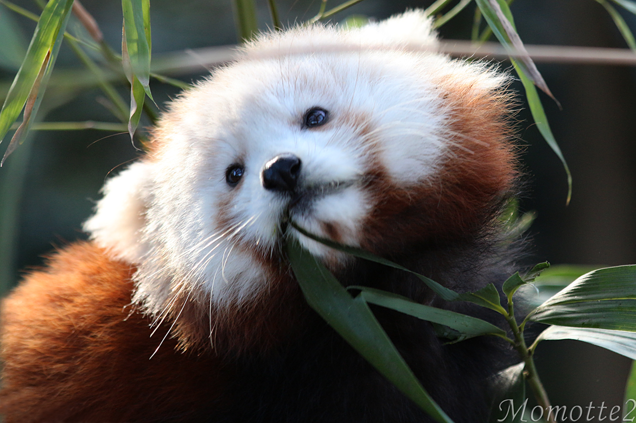 Red Panda Baby Pictures Wallpapers