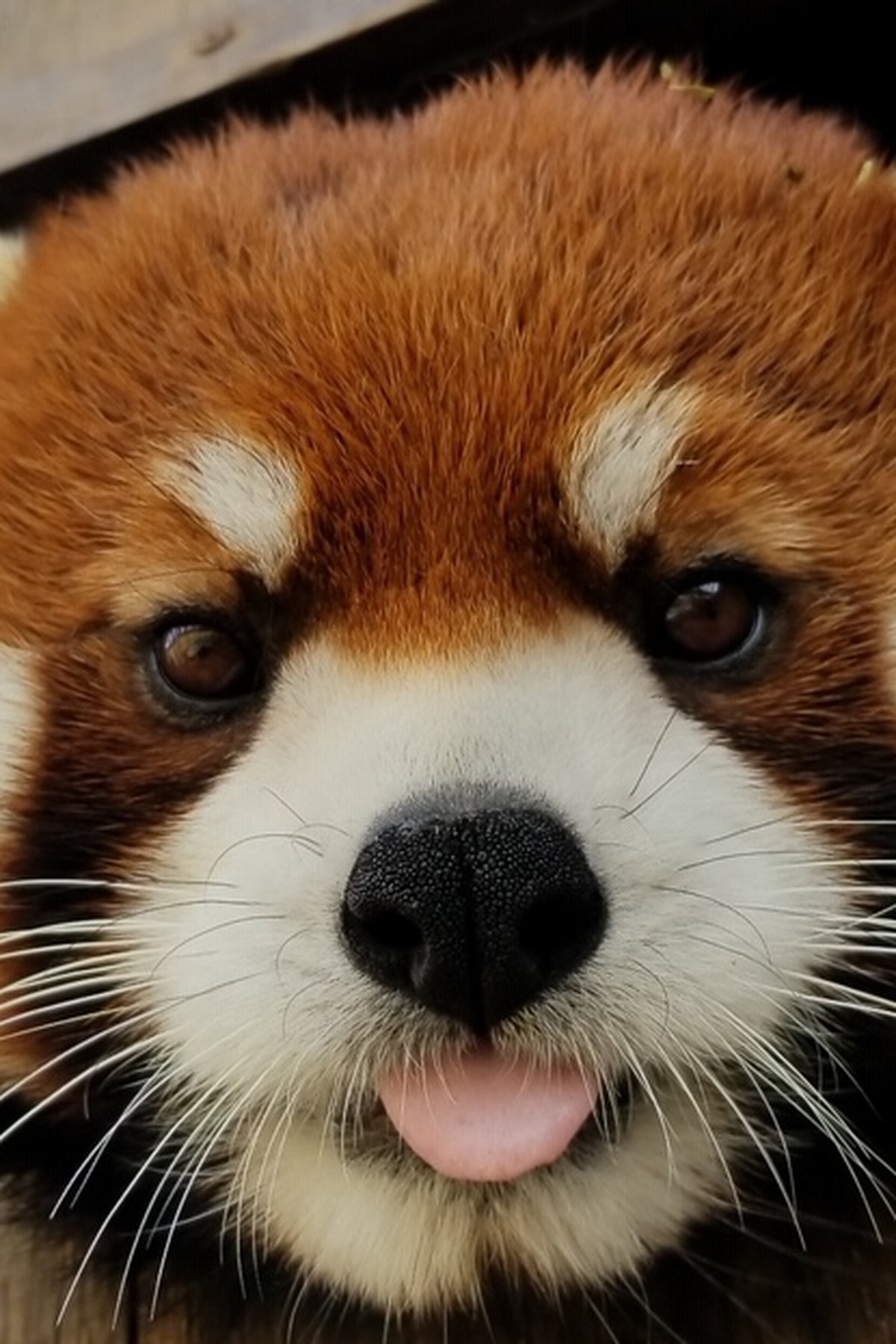 Red Panda Baby Pictures Wallpapers