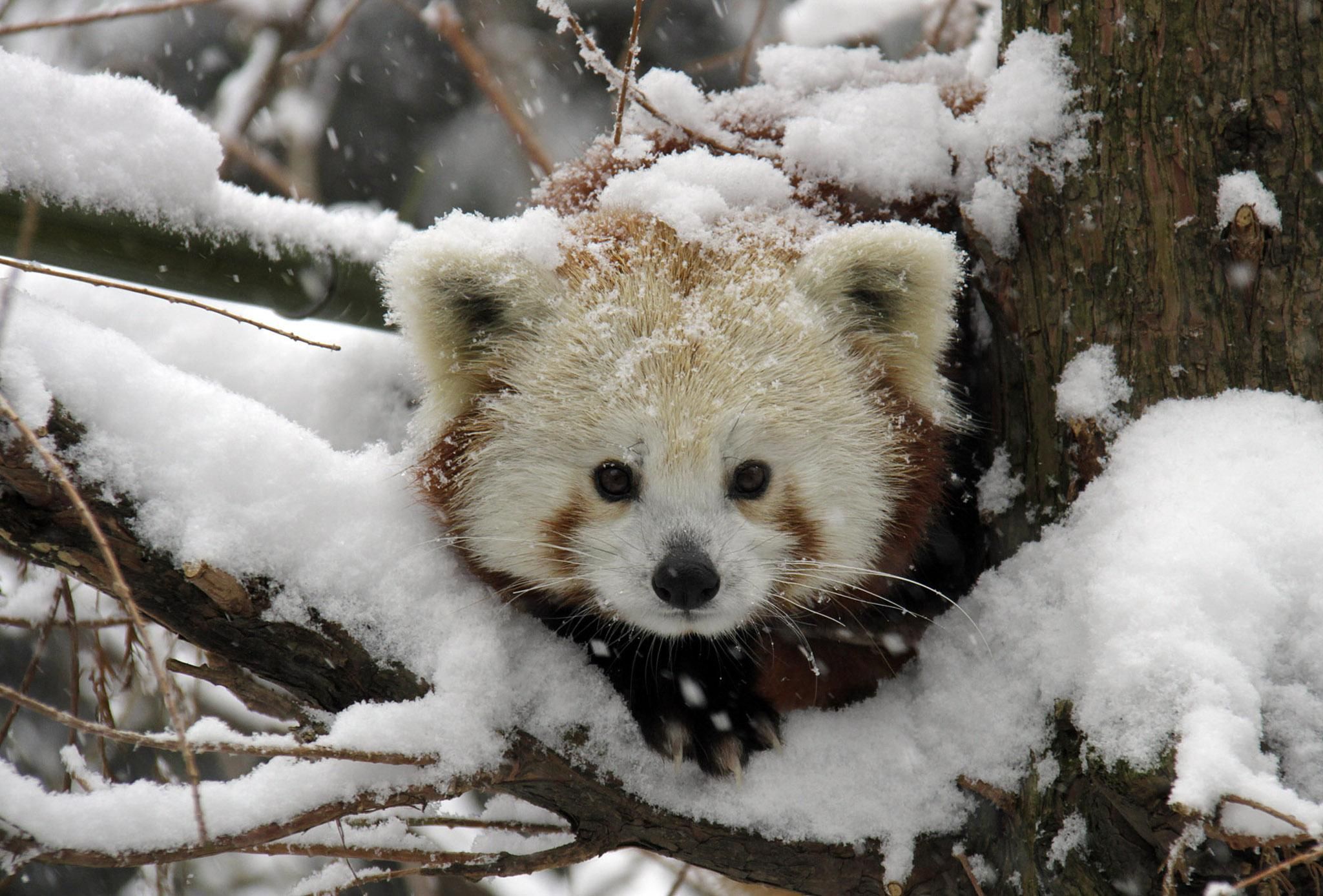 Red Panda Baby Pictures Wallpapers