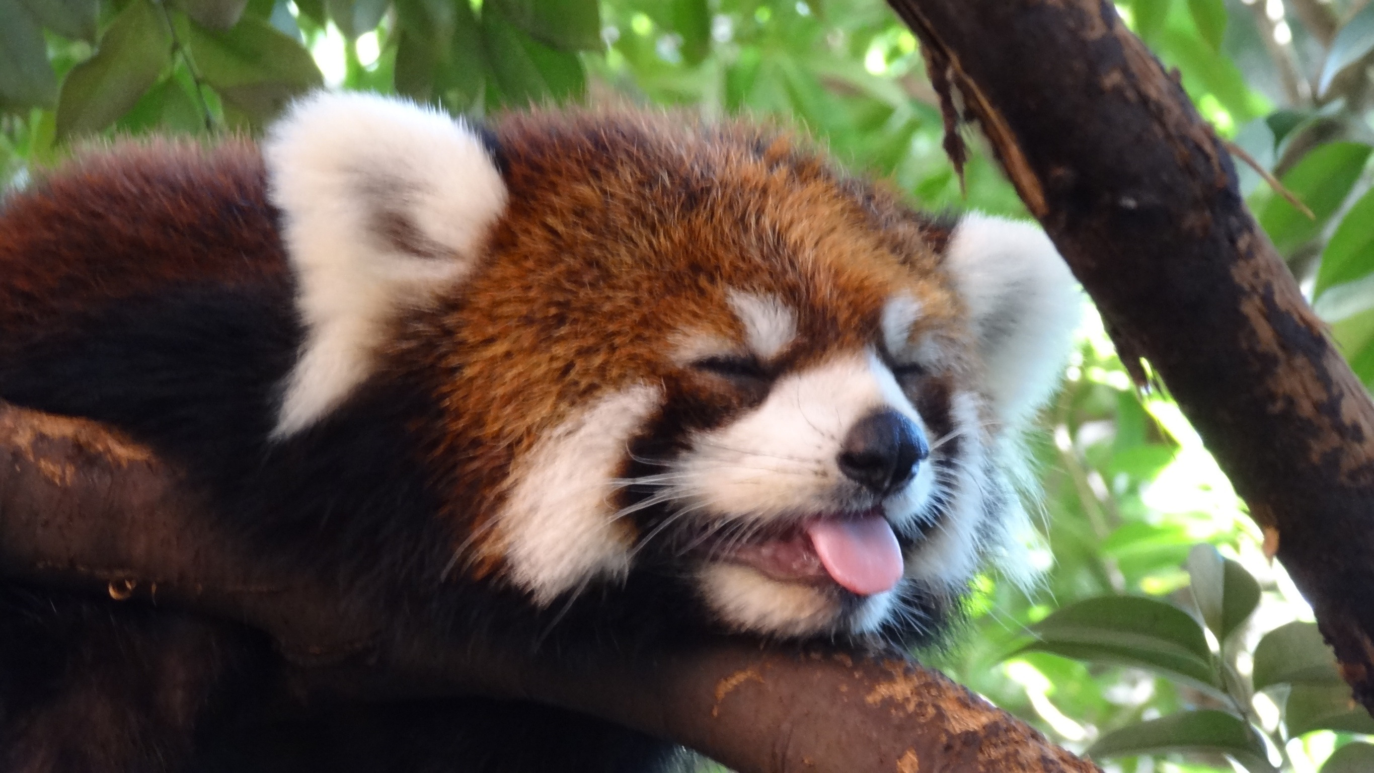 Red Panda Baby Pictures Wallpapers