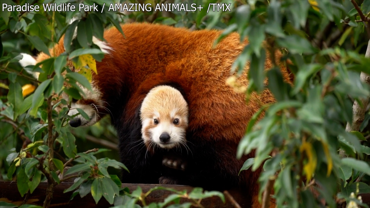 Red Panda Baby Pictures Wallpapers