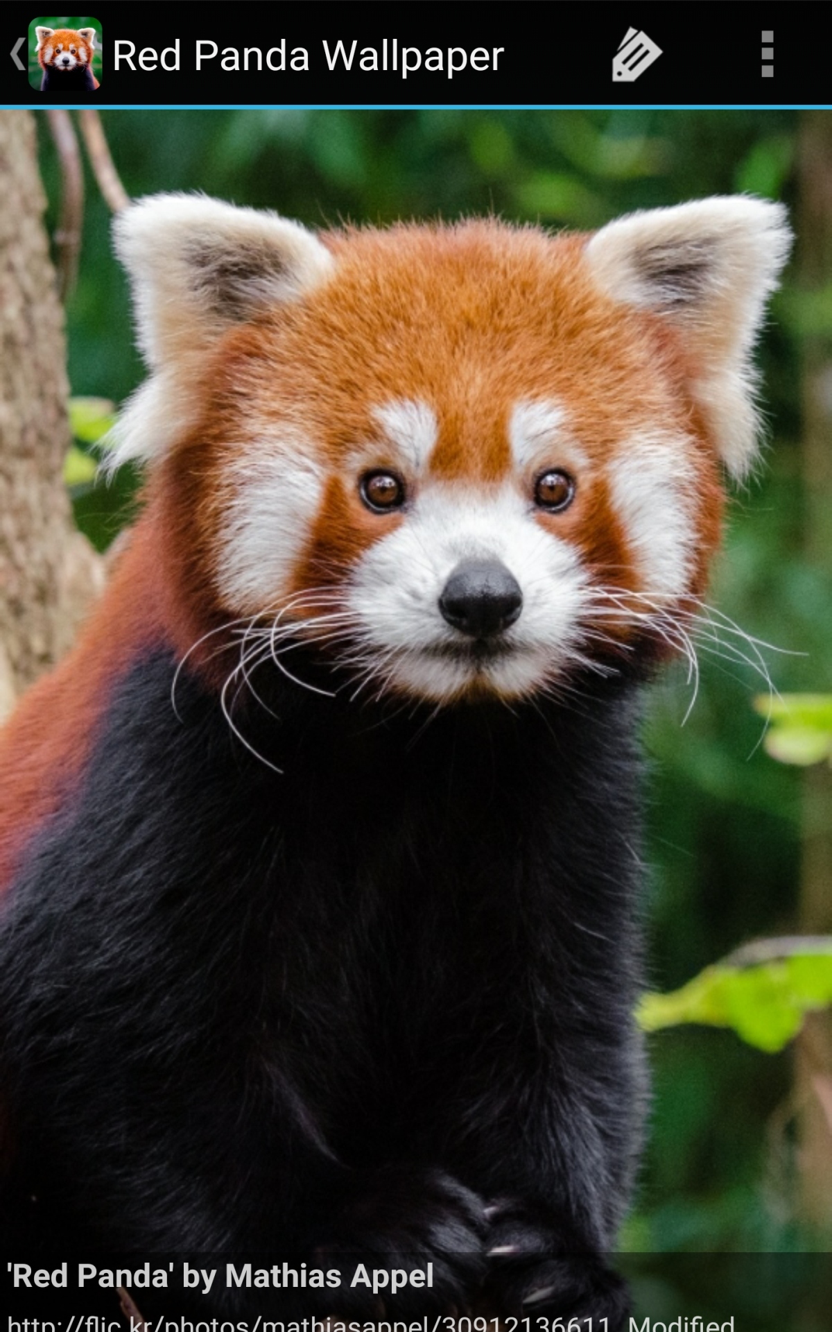 Red Panda Baby Pictures Wallpapers