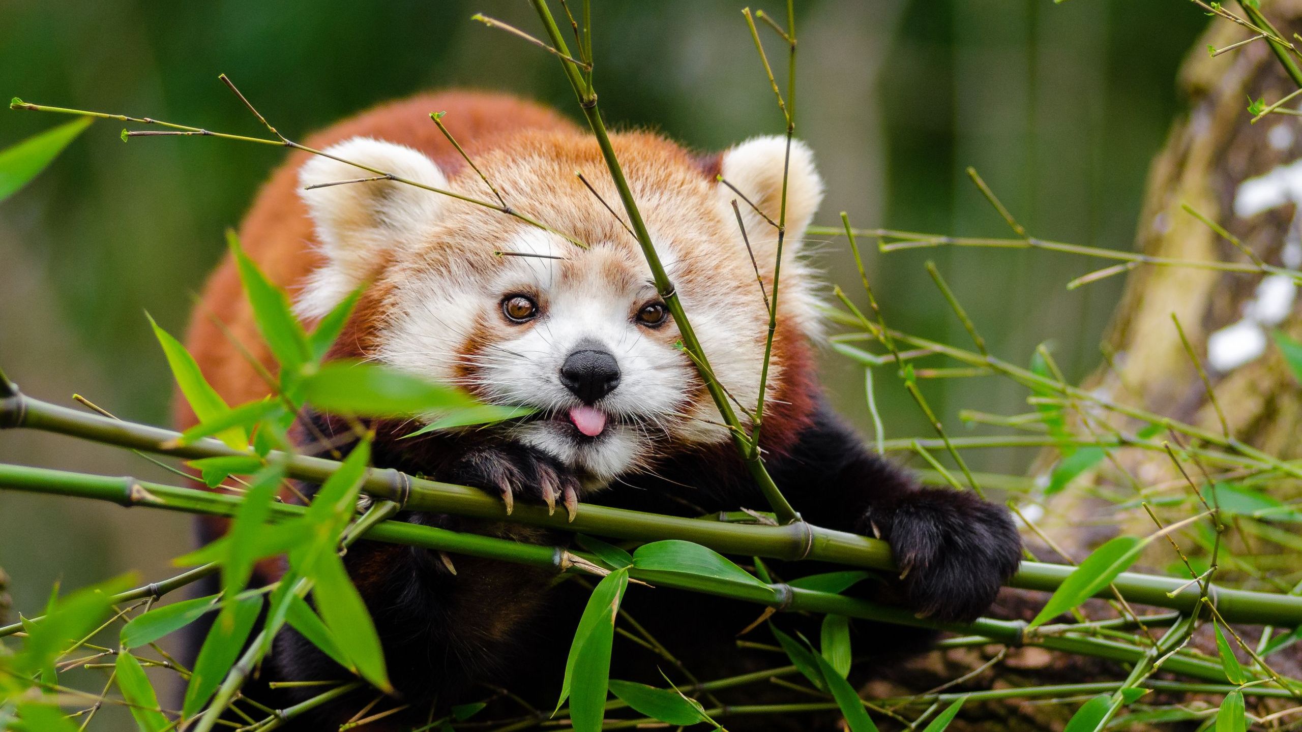 Red Panda Baby Pictures Wallpapers