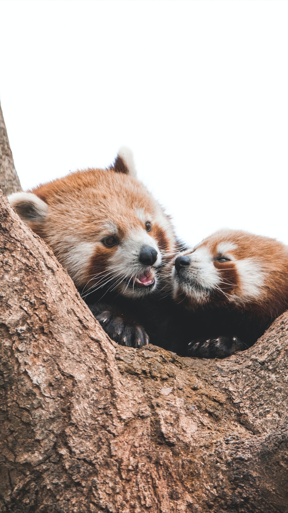 Red Panda Baby Pictures Wallpapers