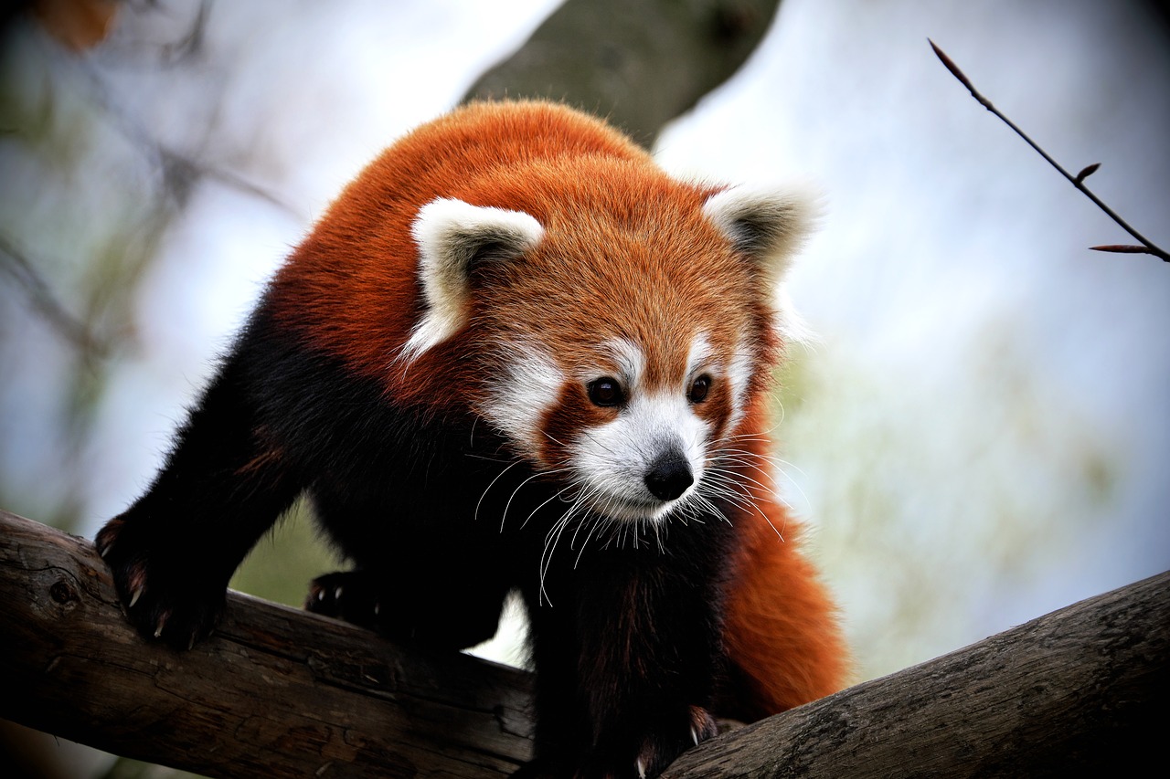 Red Panda Baby Pictures Wallpapers