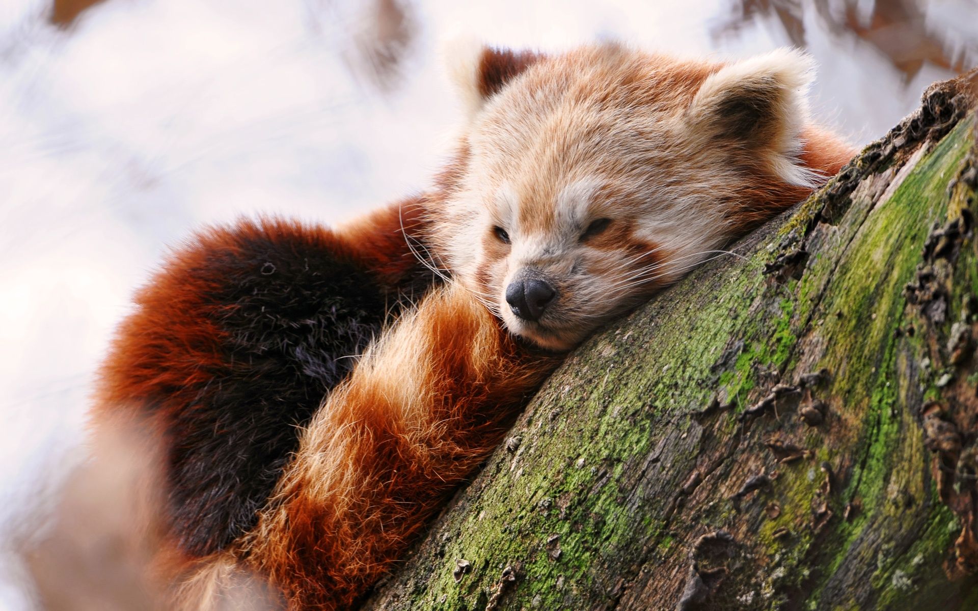 Red Panda Baby Pictures Wallpapers