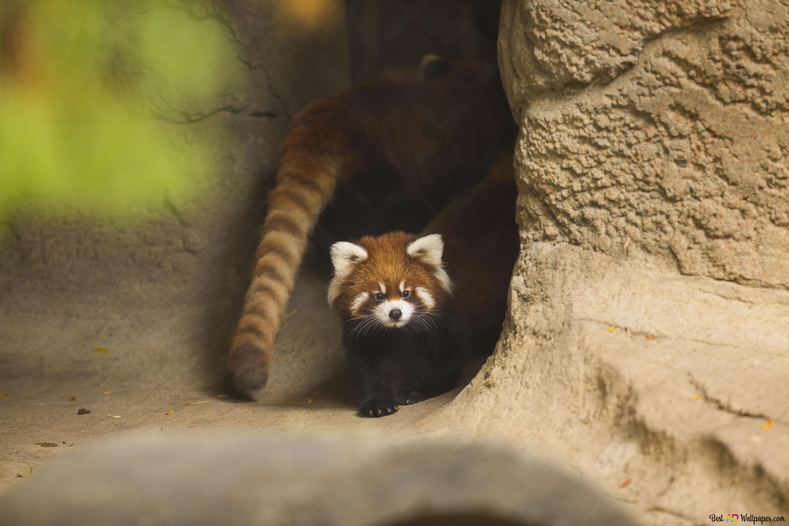 Red Panda Baby Pictures Wallpapers