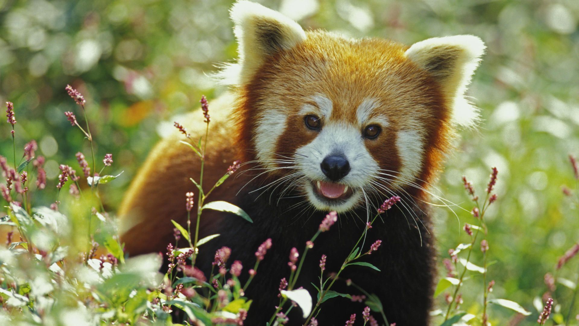 Red Panda Baby Pictures Wallpapers