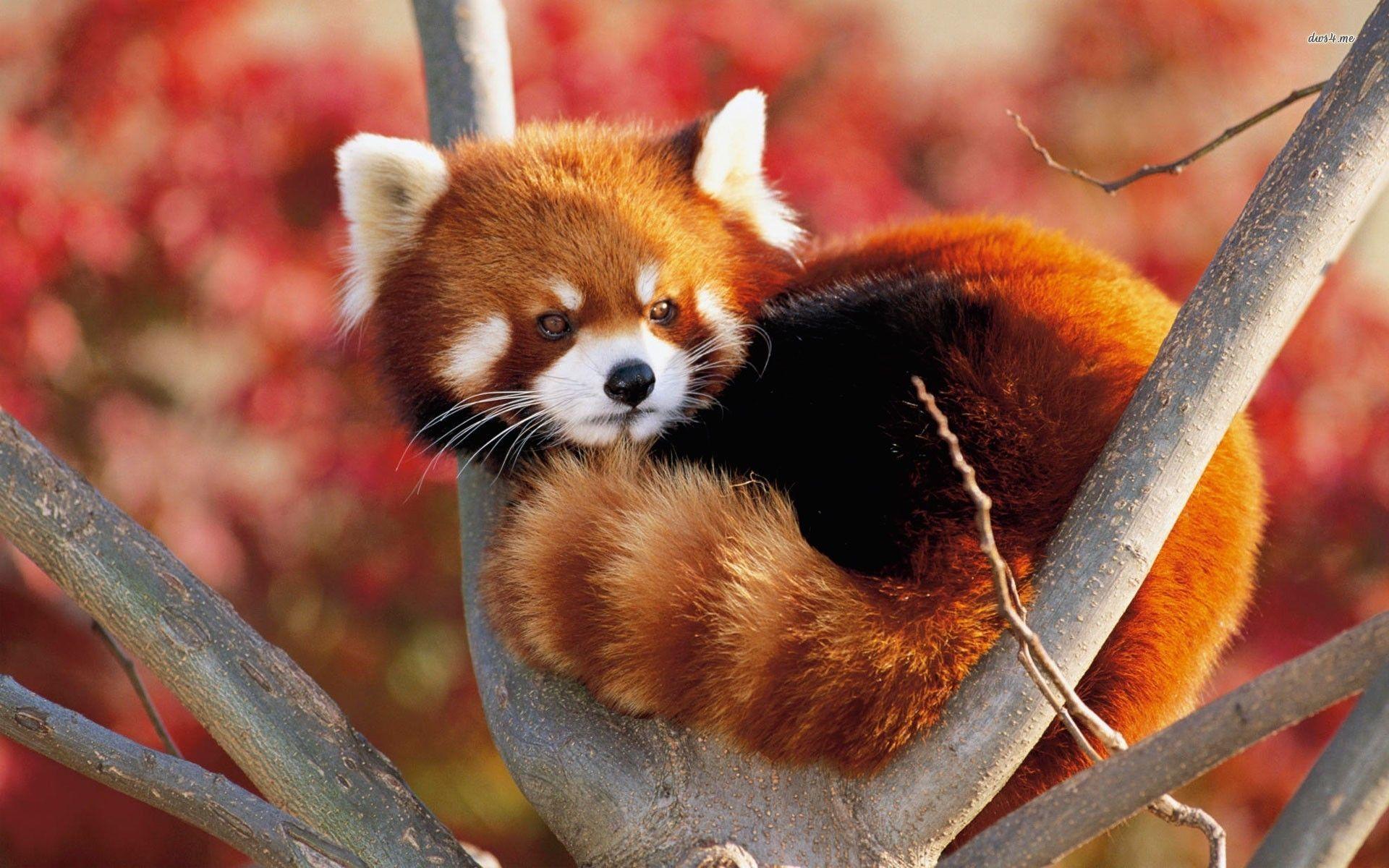 Red Panda Background