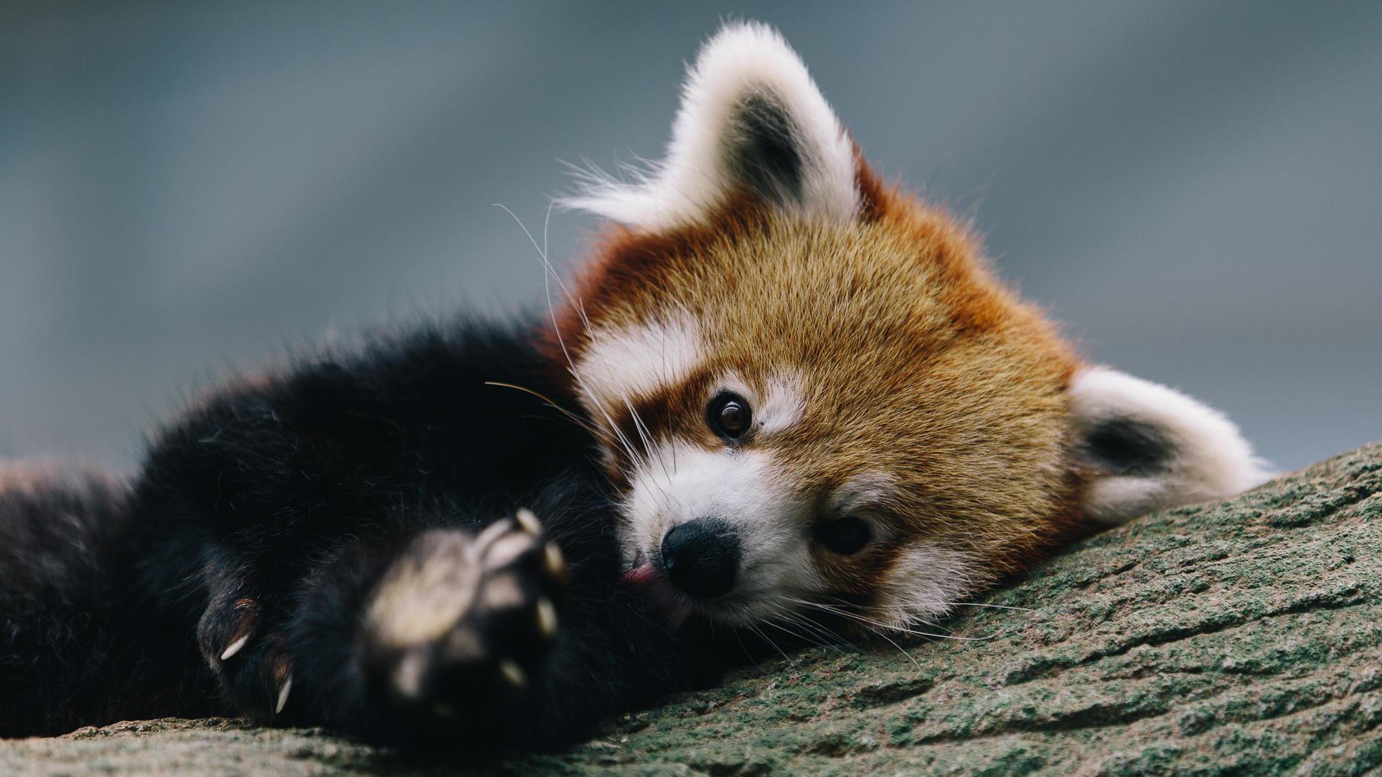 Red Panda Background