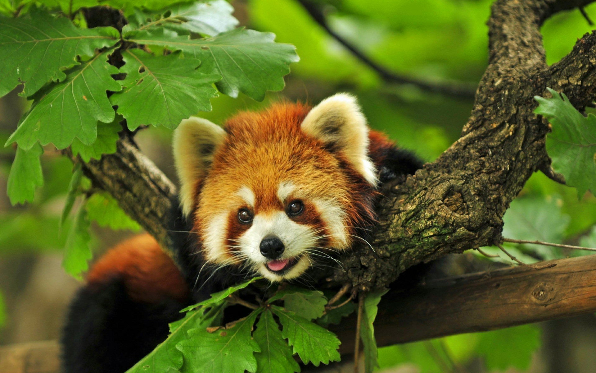 Red Panda Background