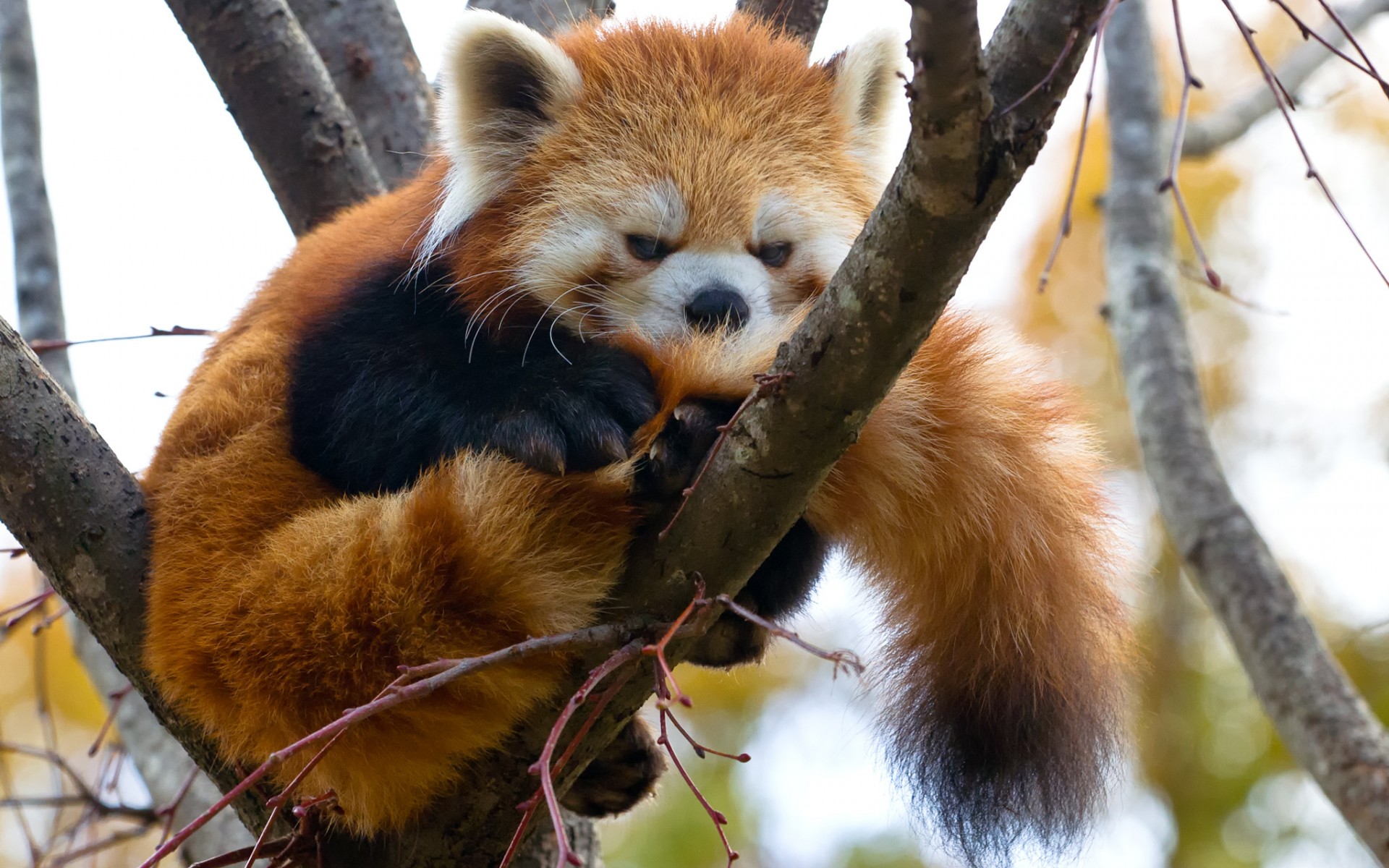 Red Panda Background