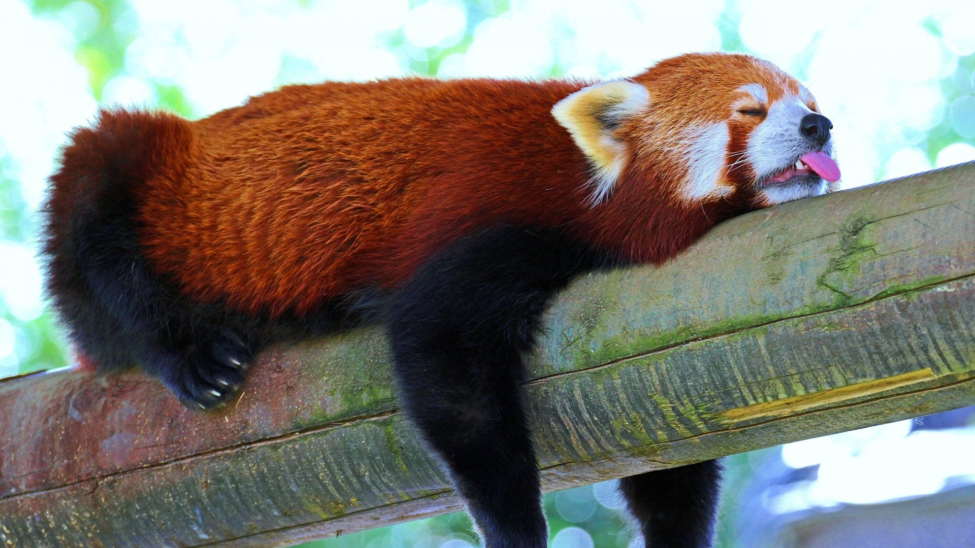 Red Panda Background