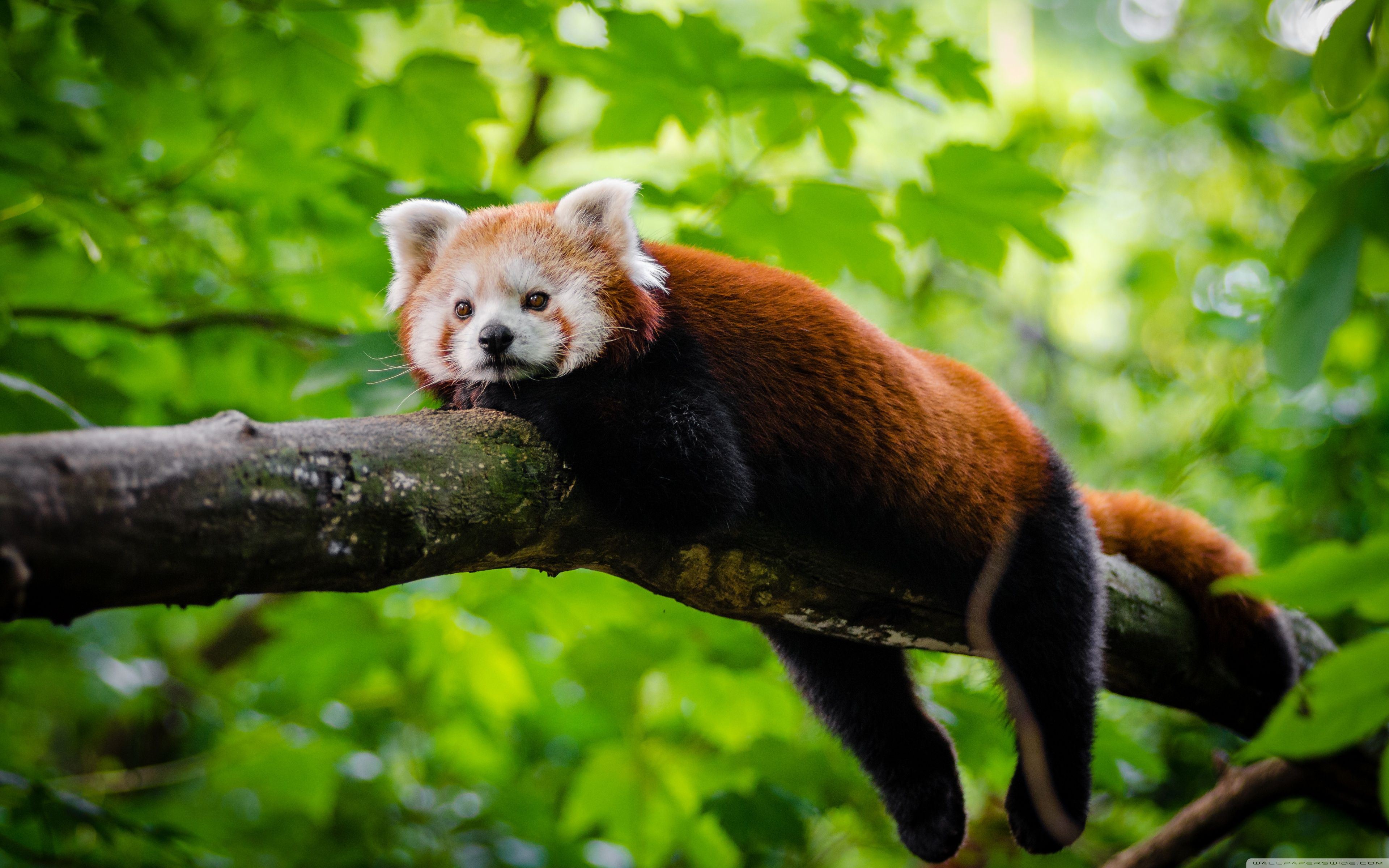 Red Panda Background