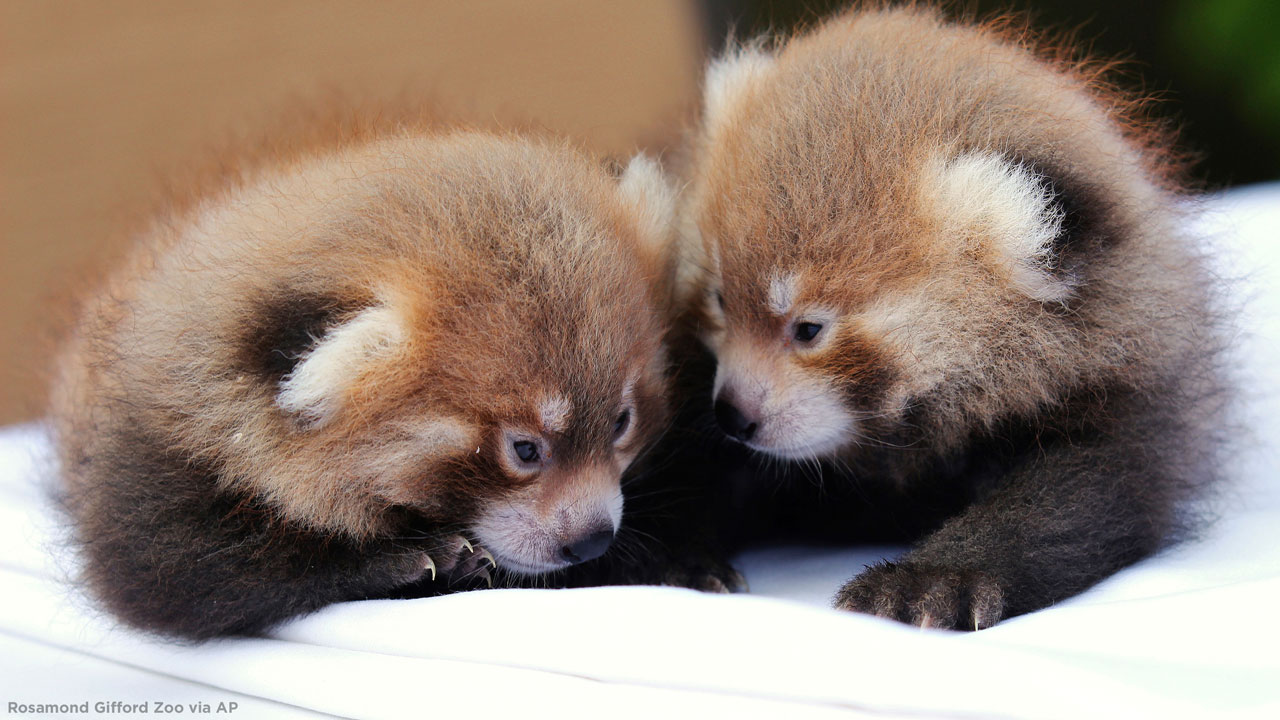 Red Panda Background