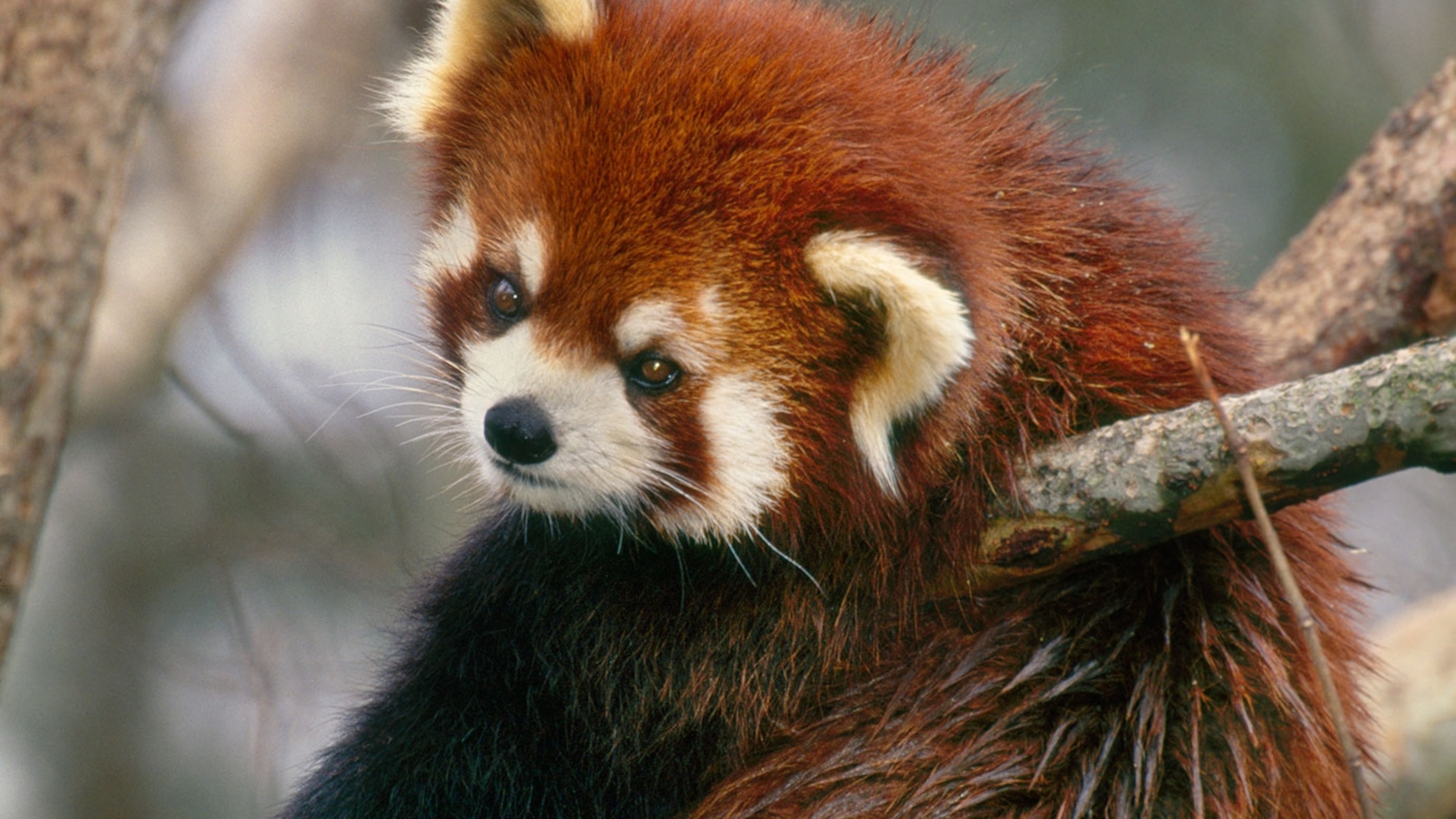 Red Panda Background