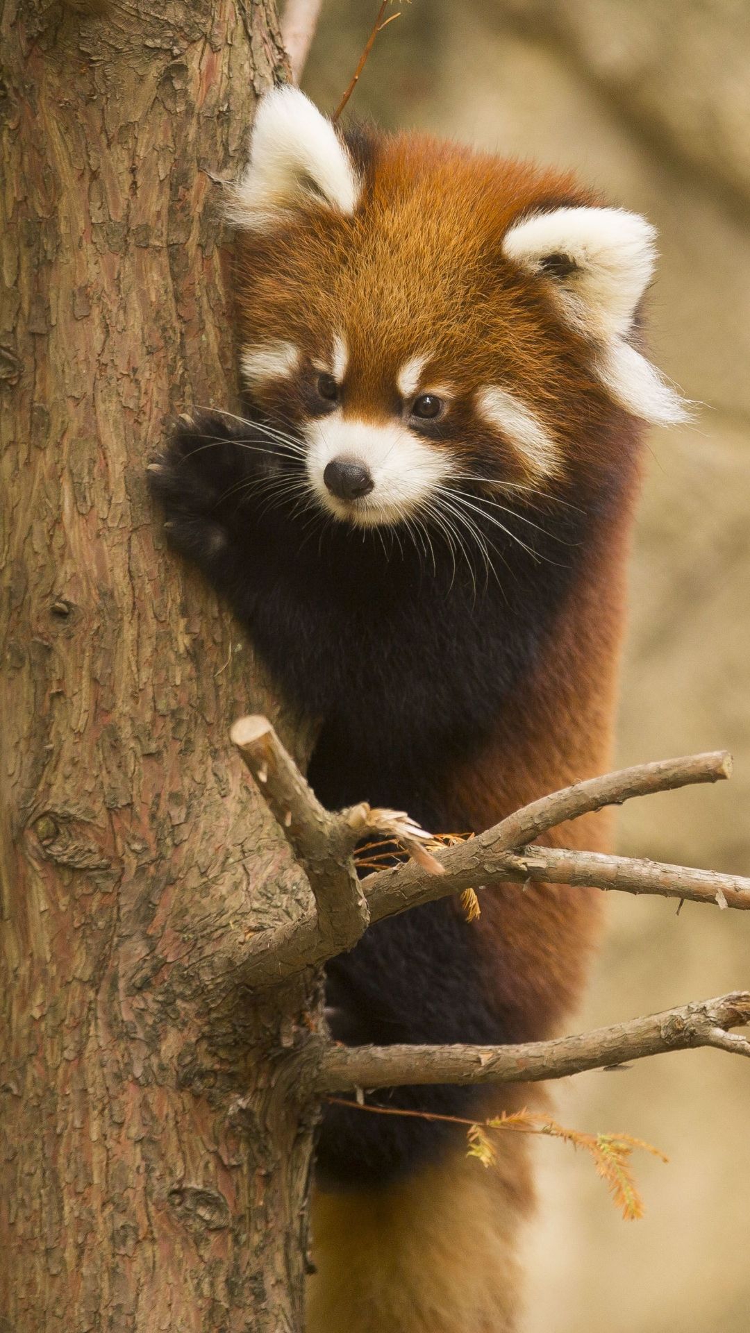 Red Panda Background