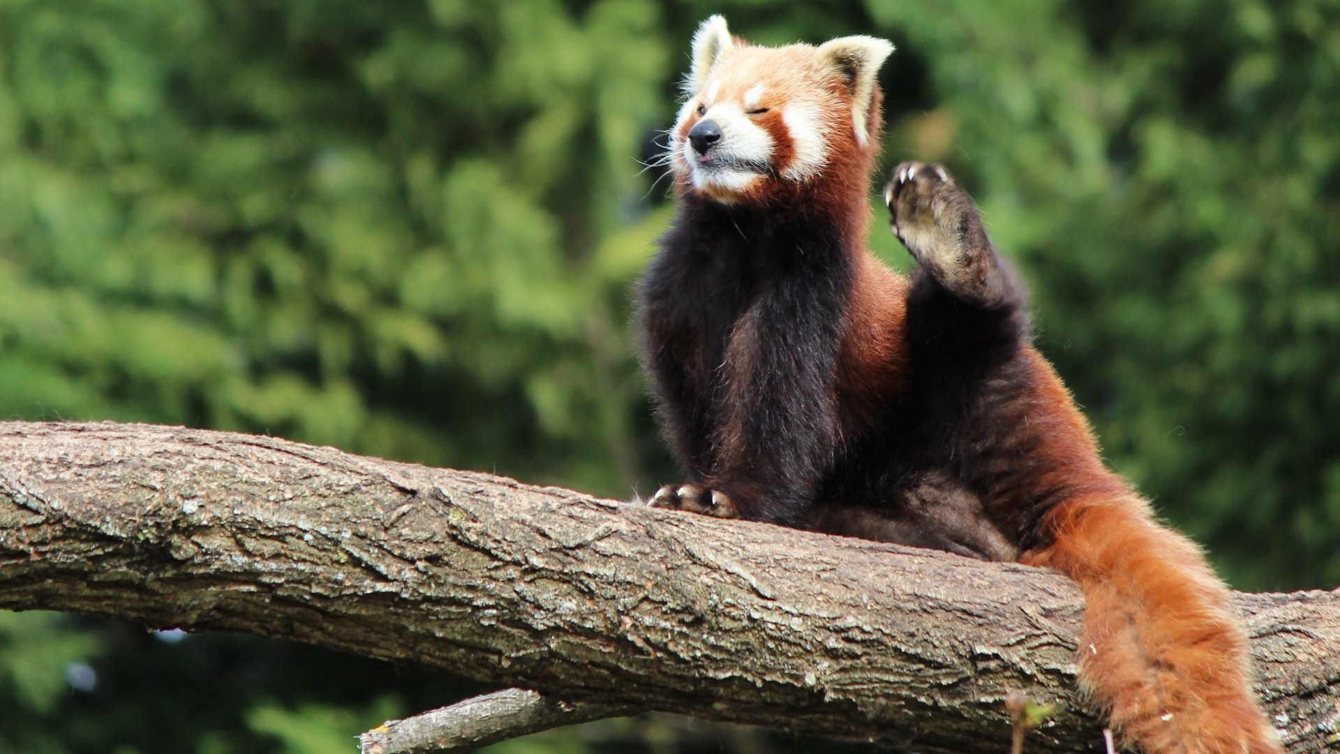 Red Panda Background