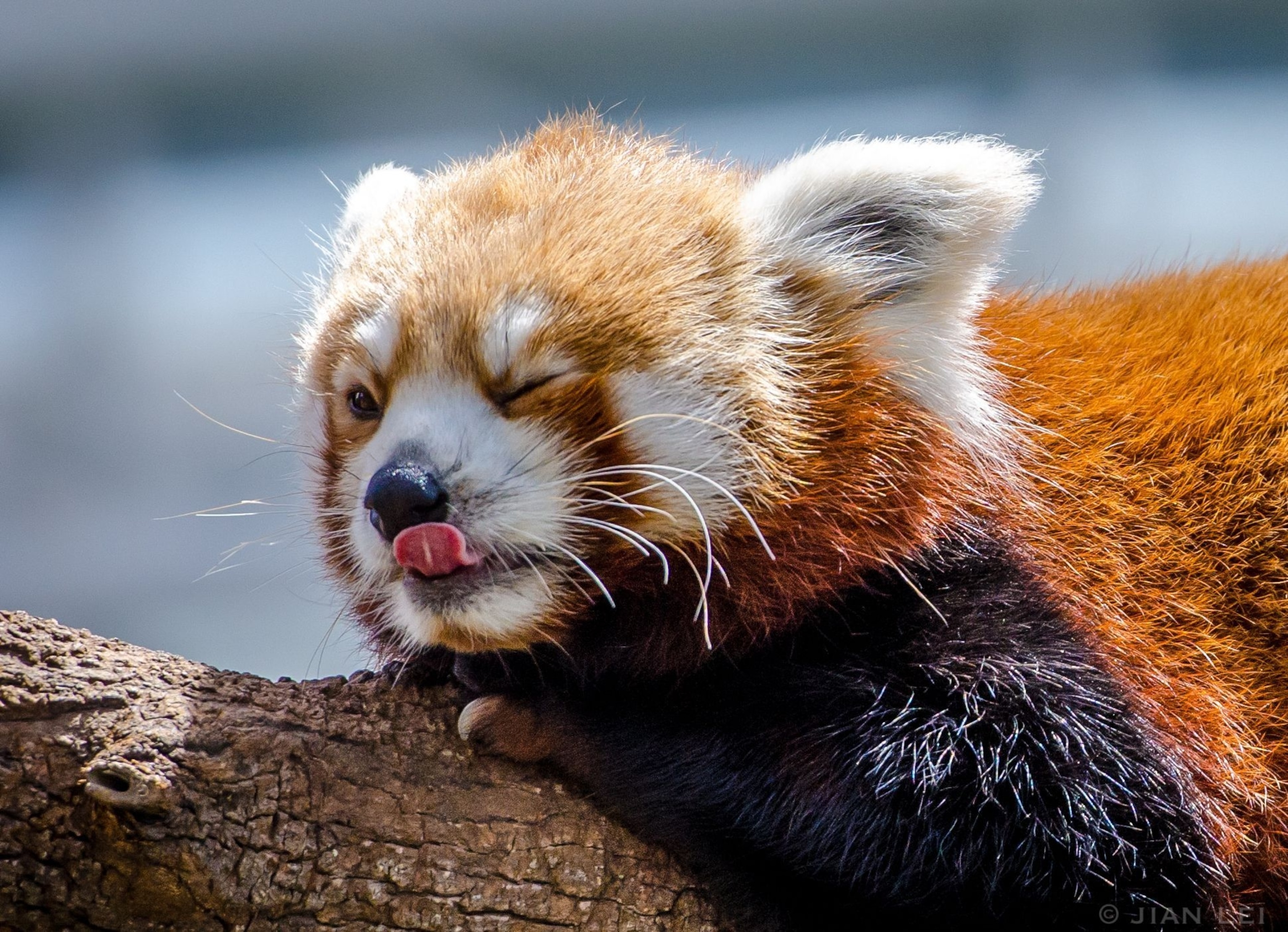 Red Panda Background