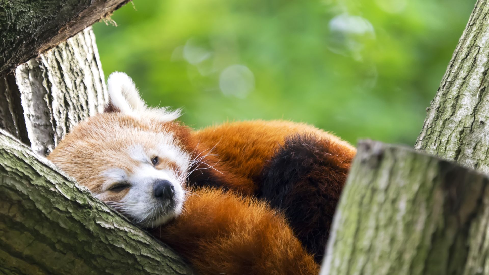 Red Panda Background