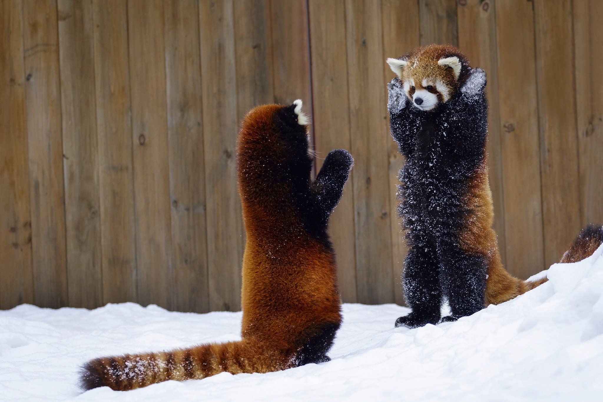 Red Panda Background