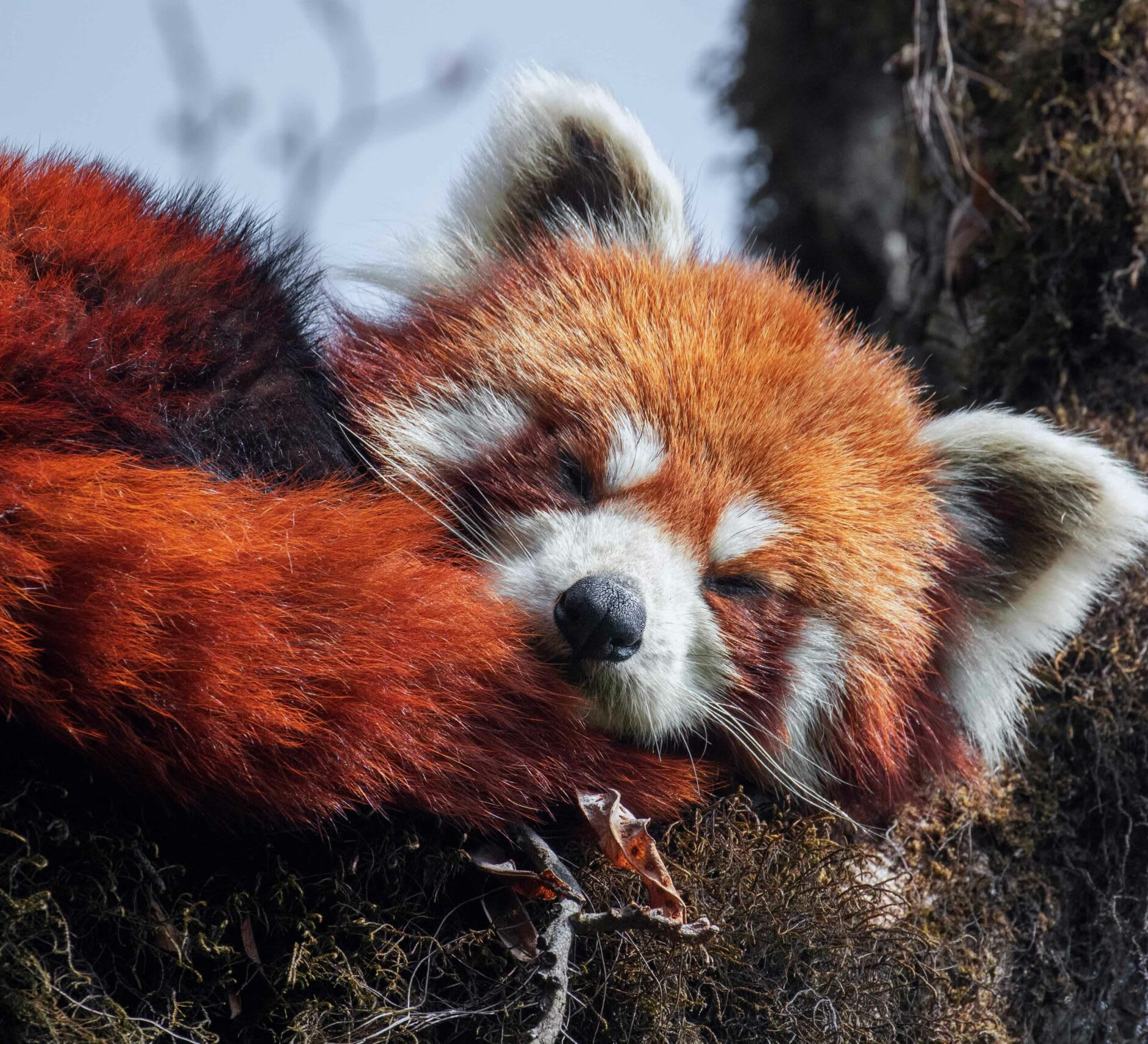 Red Panda Background