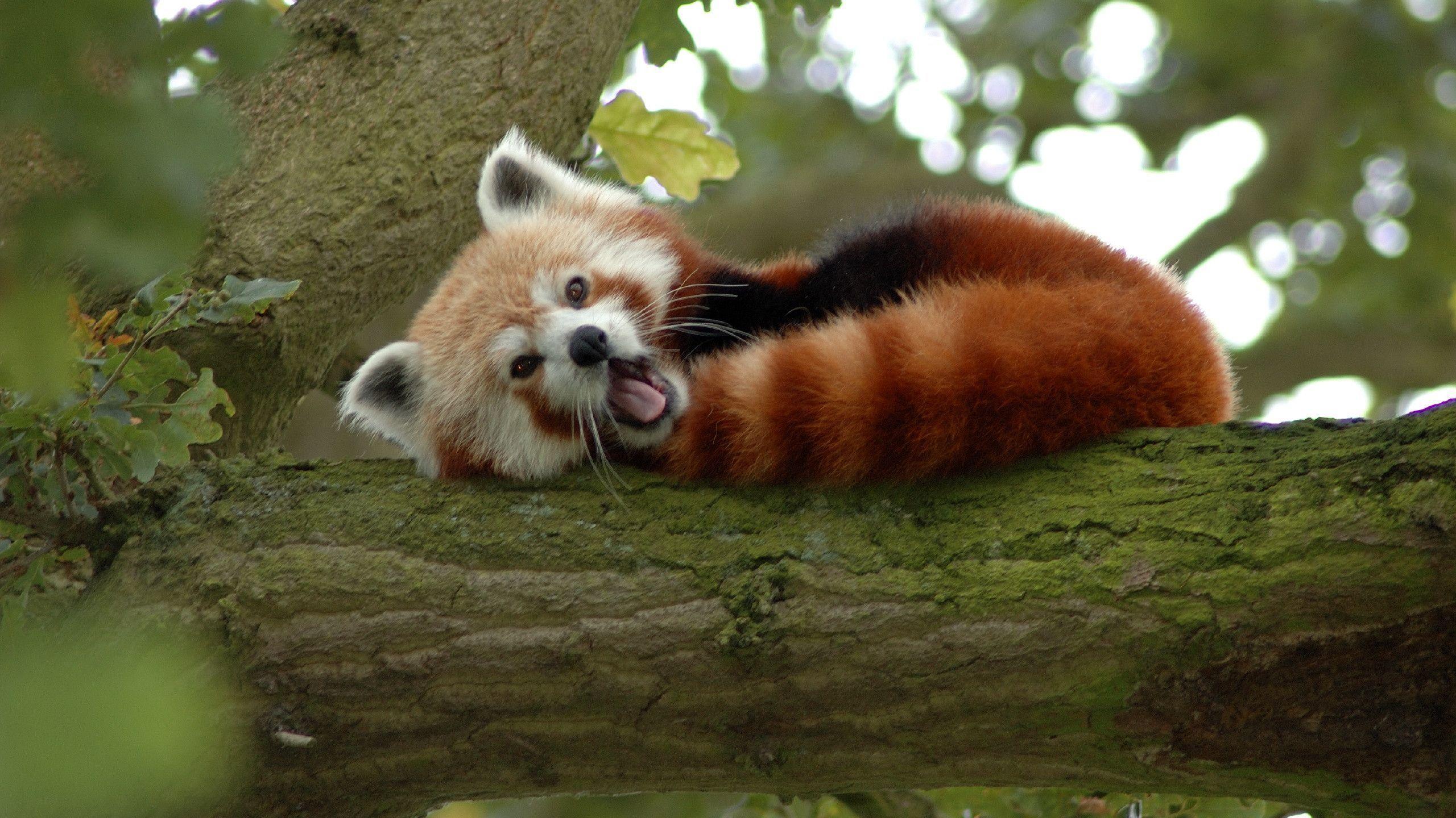 Red Panda Cute Cartoon Wallpapers